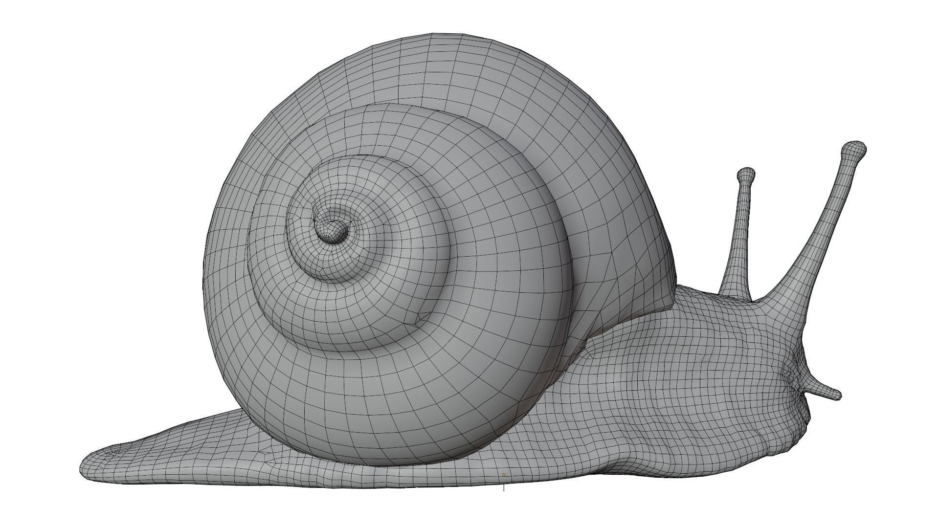 Snail 3D model_14