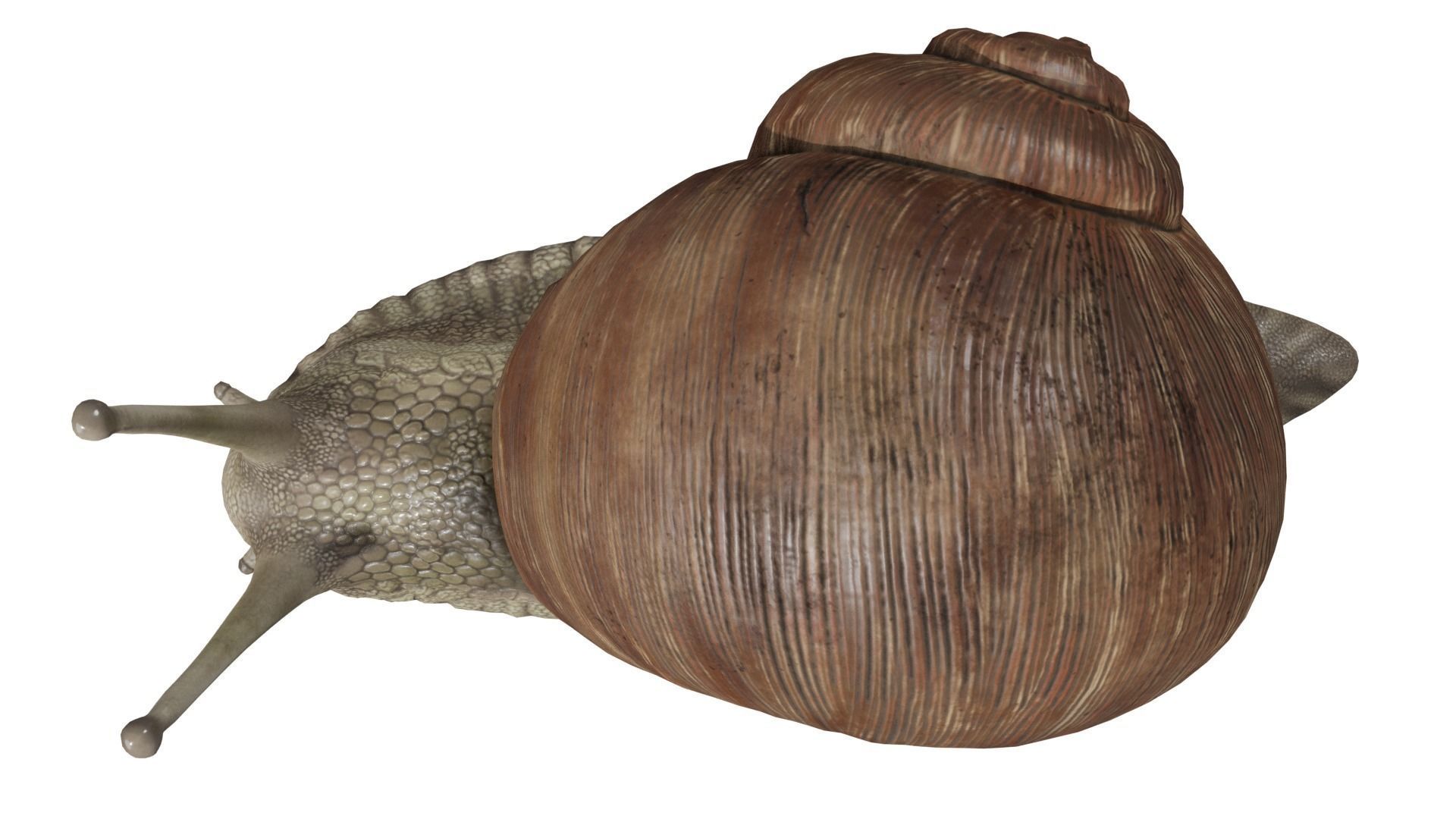 Snail 3D model_8