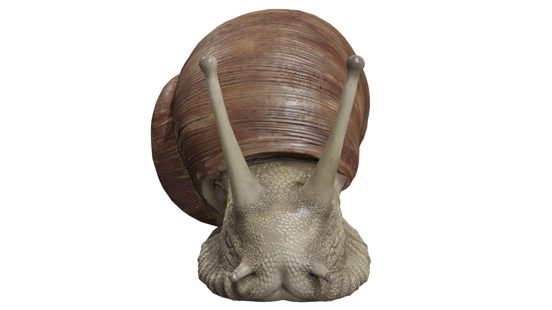 Snail 3D model_7