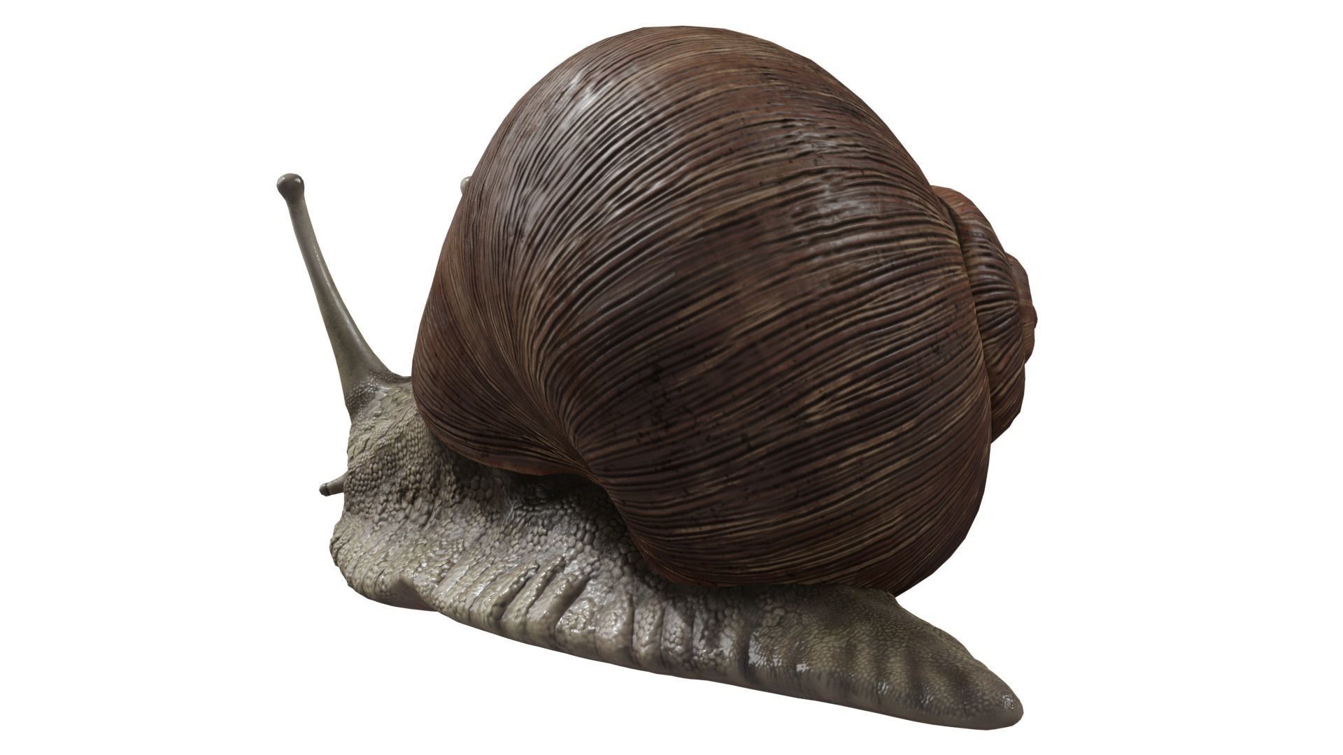 Snail 3D model_2