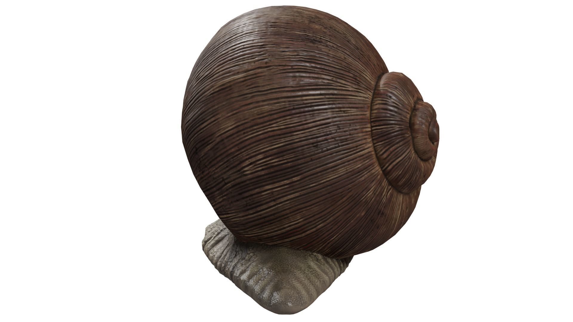 Snail 3D model_3
