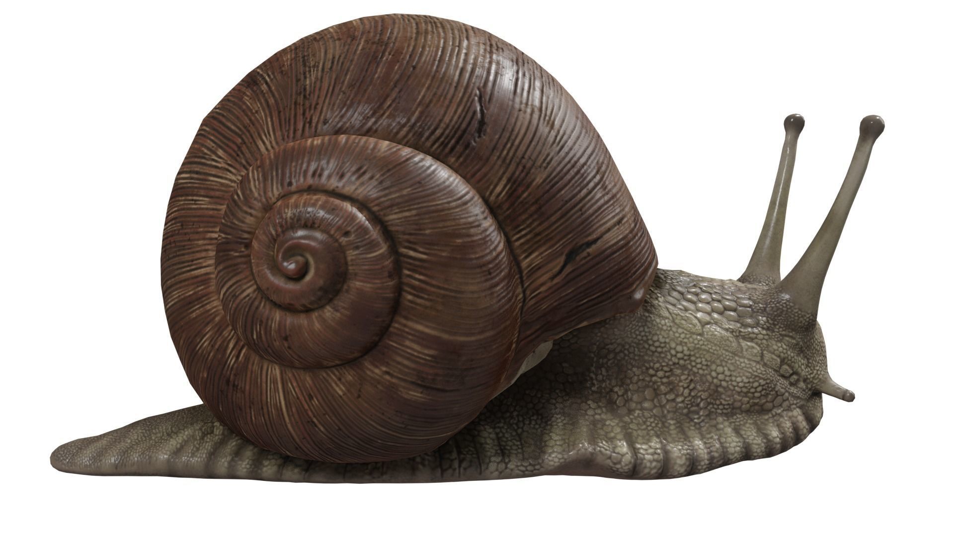 Snail 3D model_5