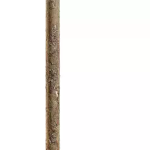 Branch Seamless Texture 2K - EXR 5 - JPG 5 Texture