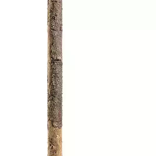 Branch Seamless Texture 2K - EXR 8 - JPG 8 Texture