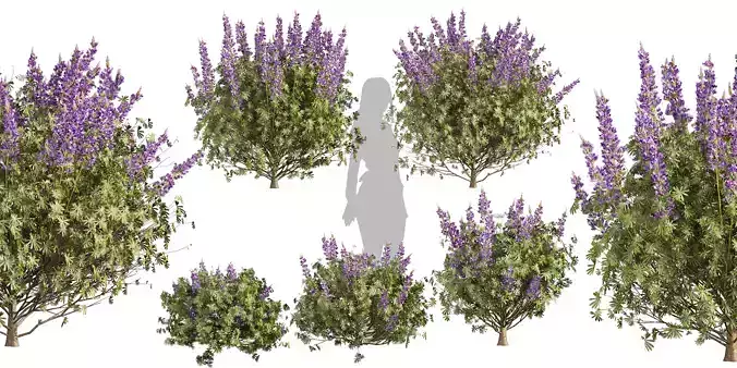 Collection plant vol 554 - Lupinus - Albifrons - bush 3D model