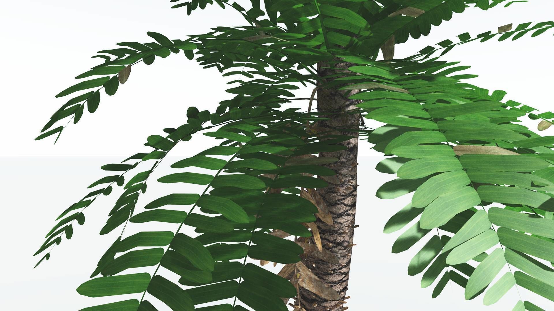EVERYPlant Pseudoctnis Cycad LowPoly 3 --12 Models-- Low-poly 3D model_3