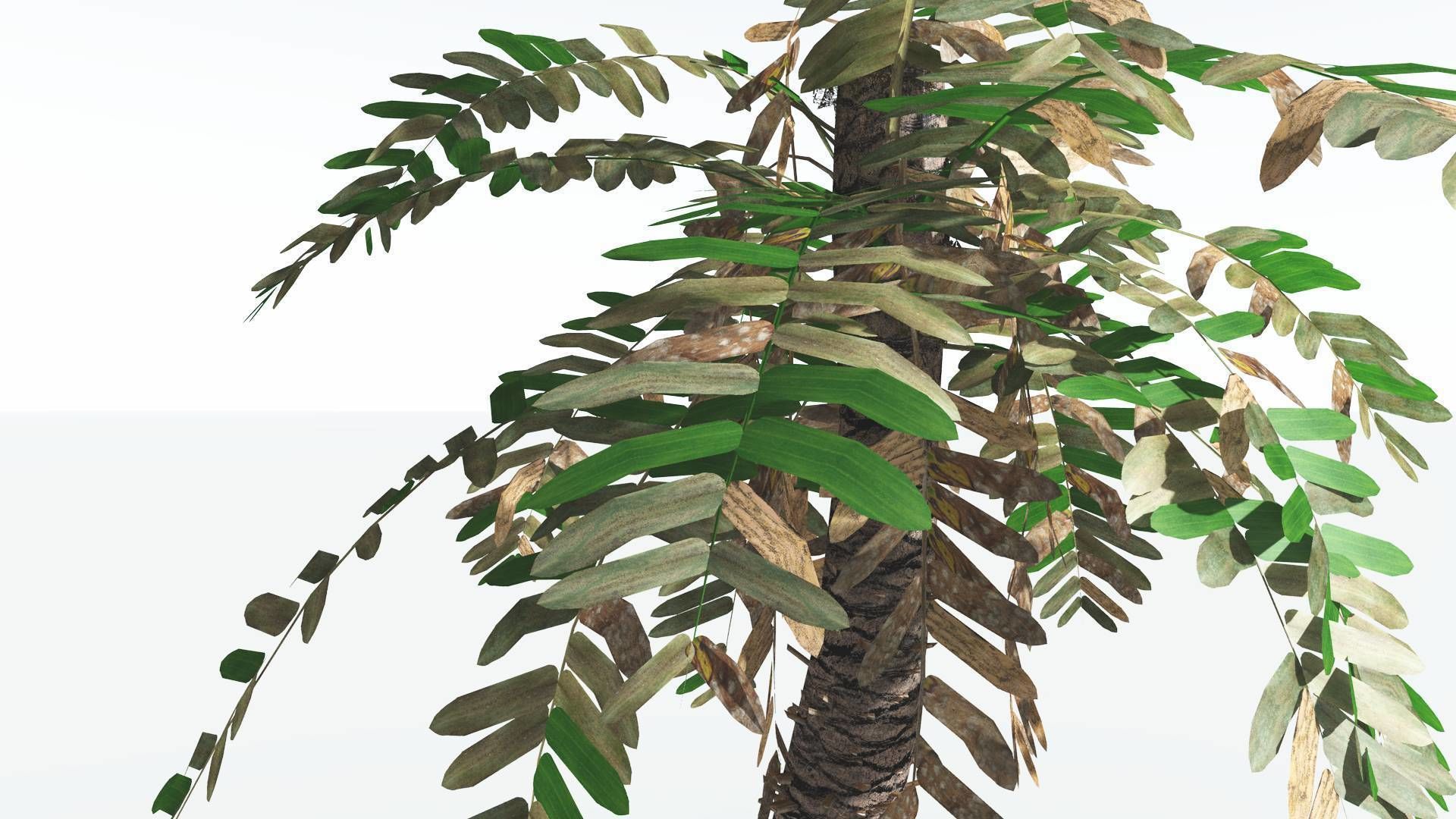 EVERYPlant Pseudoctnis Cycad LowPoly 3 --12 Models-- Low-poly 3D model_9