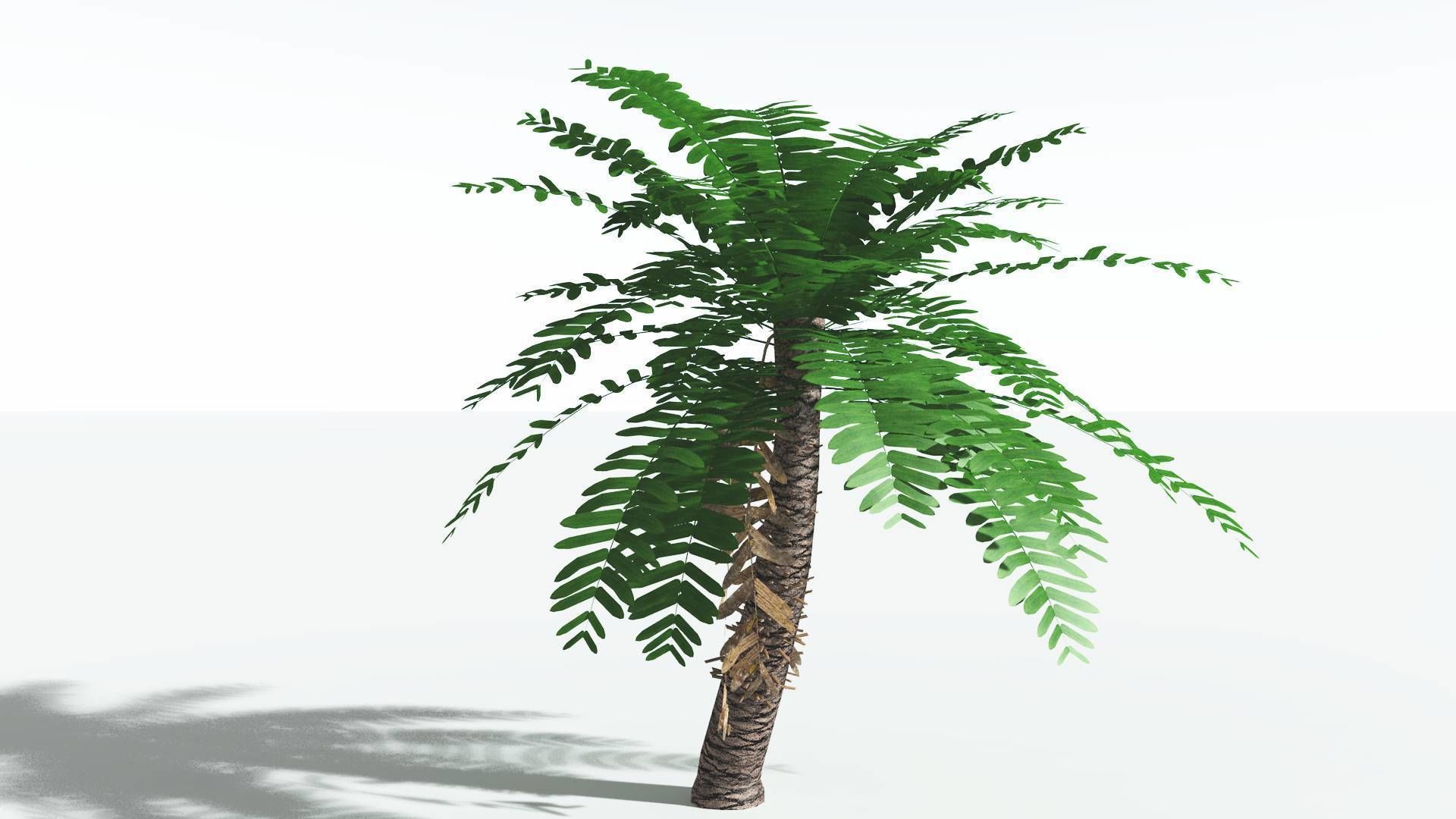 EVERYPlant Pseudoctnis Cycad LowPoly 3 --12 Models-- Low-poly 3D model_4