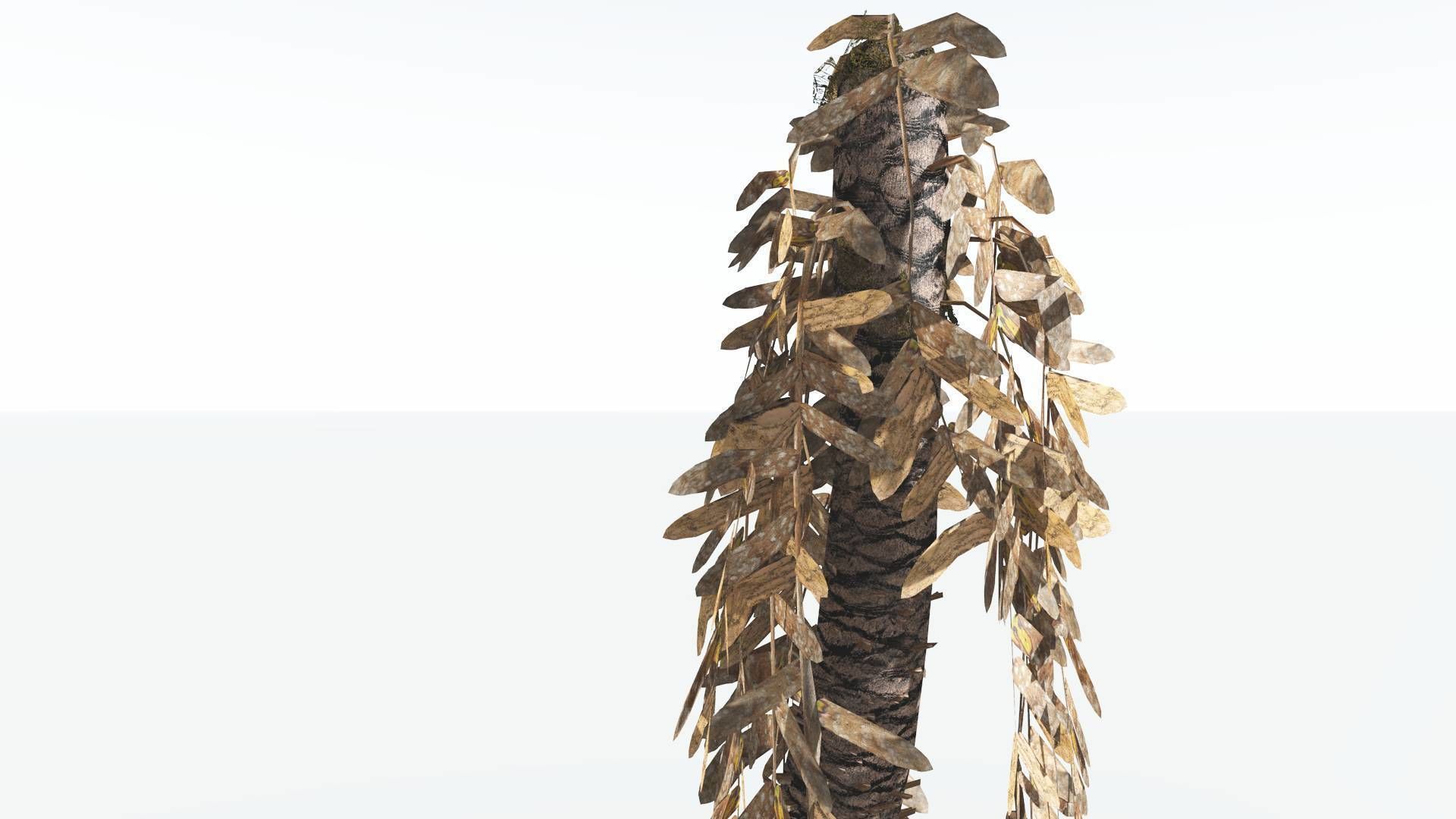 EVERYPlant Pseudoctnis Cycad LowPoly 3 --12 Models-- Low-poly 3D model_11