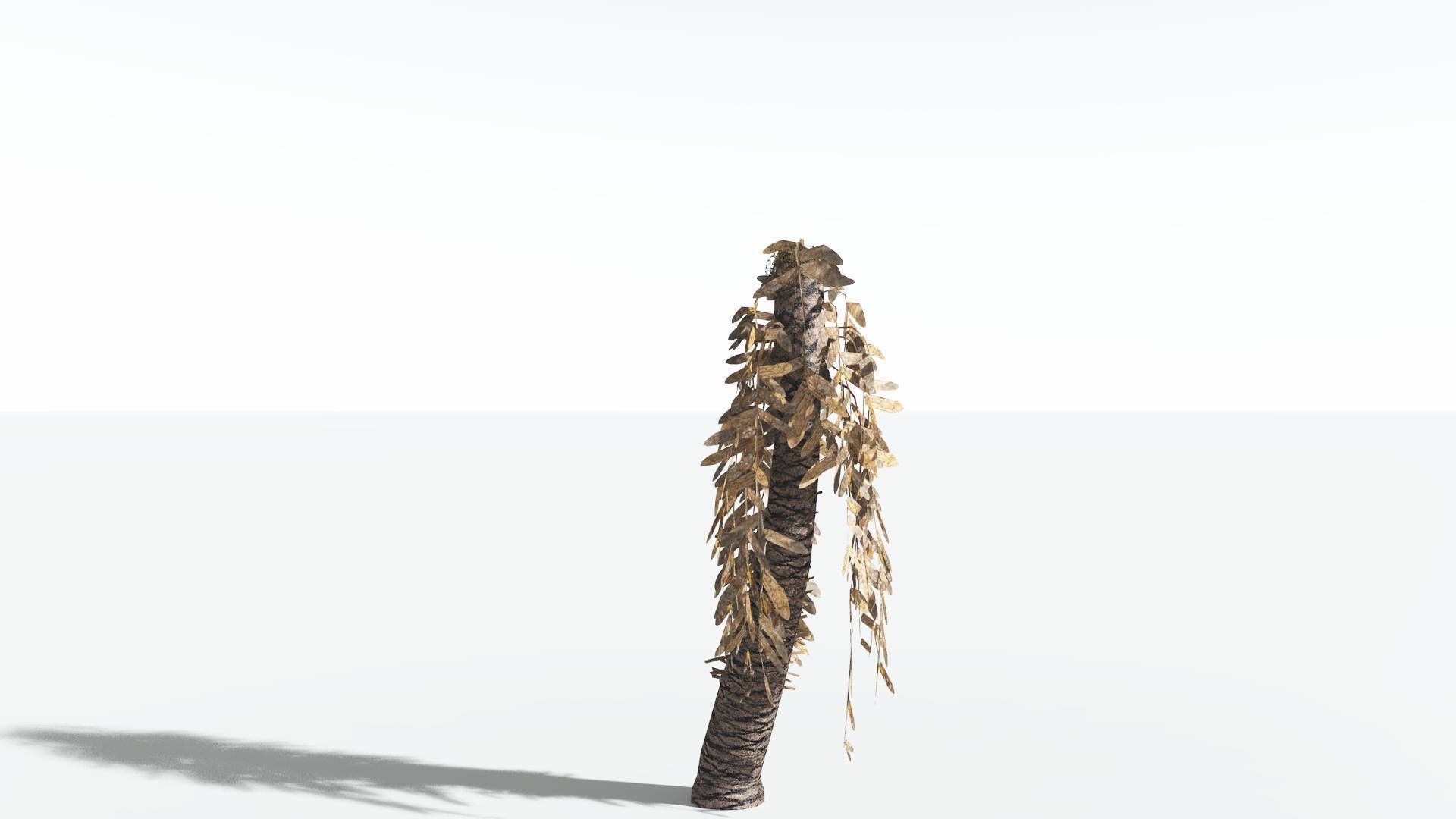 EVERYPlant Pseudoctnis Cycad LowPoly 3 --12 Models-- Low-poly 3D model_10