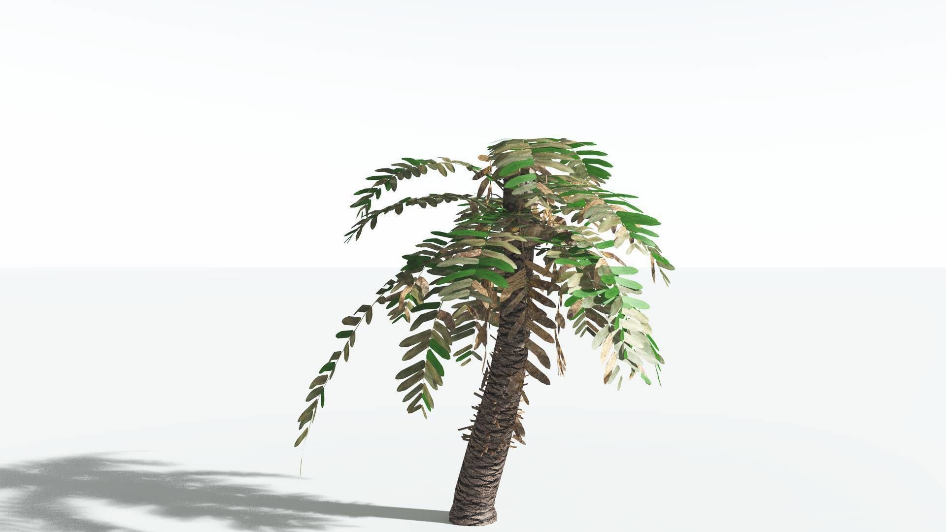 EVERYPlant Pseudoctnis Cycad LowPoly 3 --12 Models-- Low-poly 3D model_8