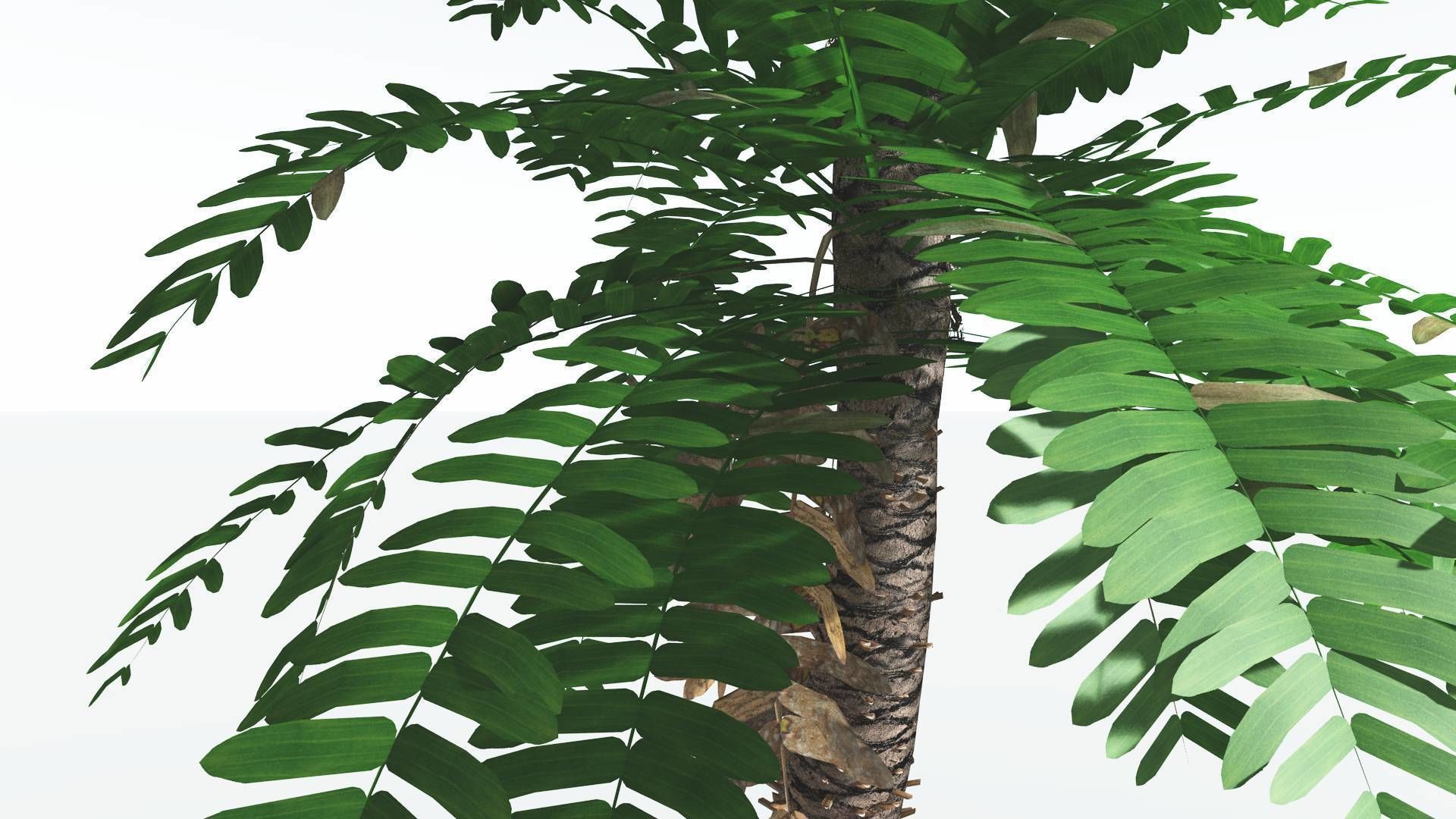EVERYPlant Pseudoctnis Cycad LowPoly 3 --12 Models-- Low-poly 3D model_25