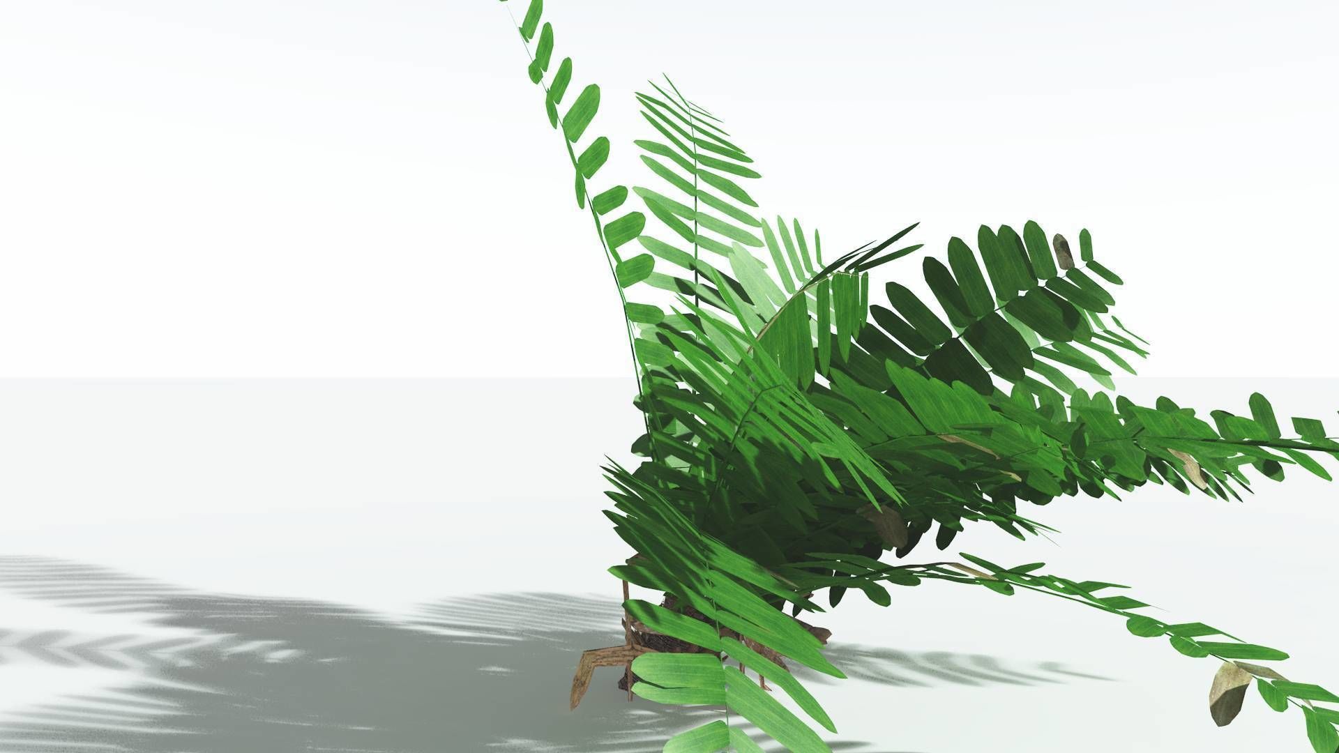 EVERYPlant Pseudoctnis Cycad LowPoly 3 --12 Models-- Low-poly 3D model_19