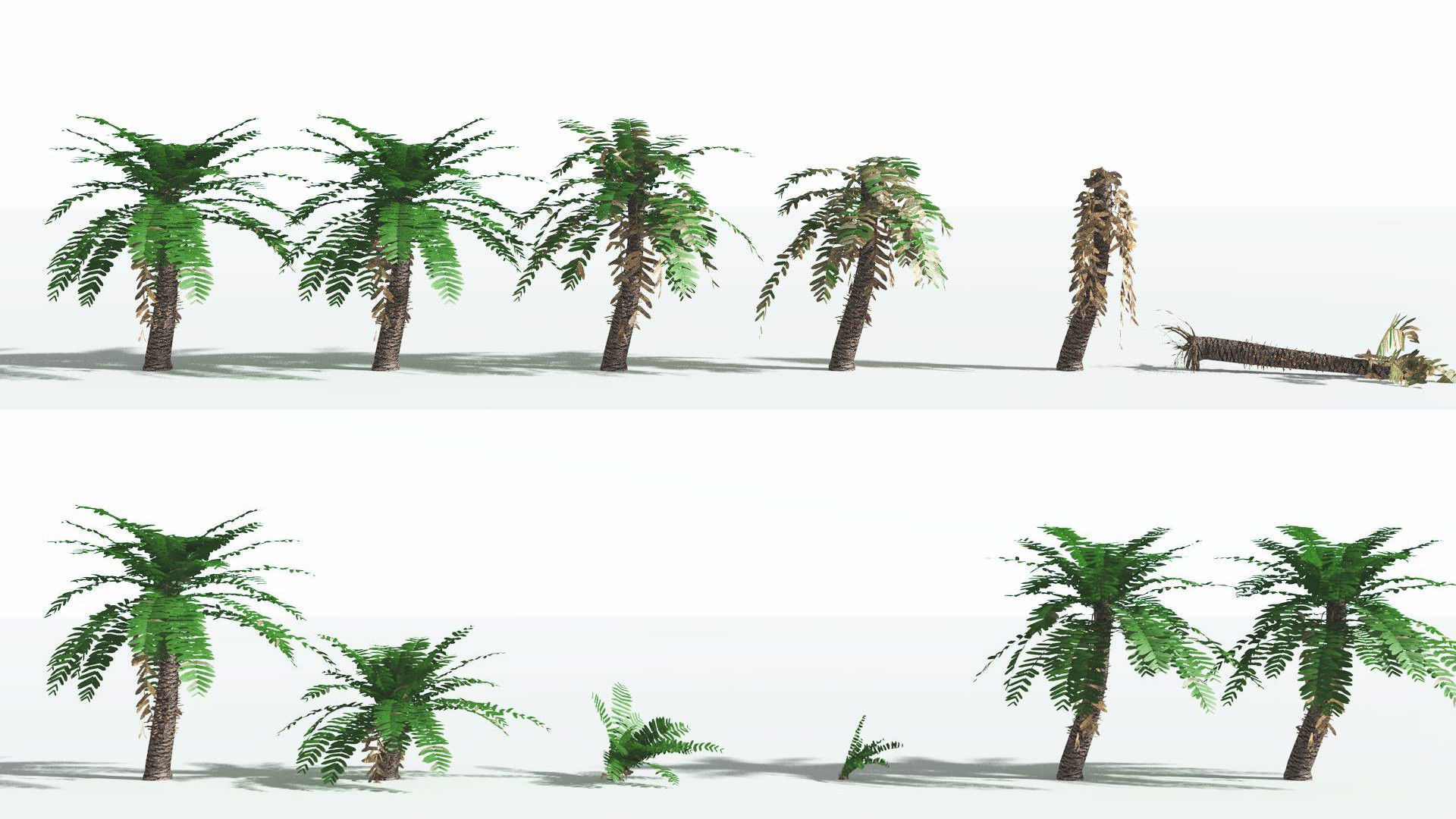 EVERYPlant Pseudoctnis Cycad LowPoly 3 --12 Models-- Low-poly 3D model_1