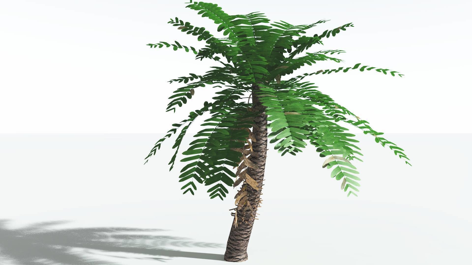 EVERYPlant Pseudoctnis Cycad LowPoly 3 --12 Models-- Low-poly 3D model_14