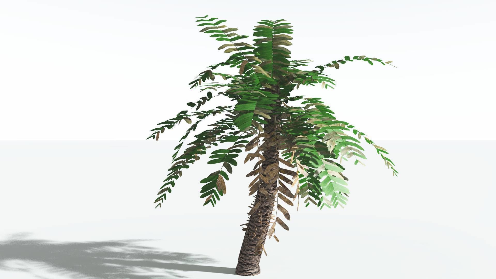 EVERYPlant Pseudoctnis Cycad LowPoly 3 --12 Models-- Low-poly 3D model_6
