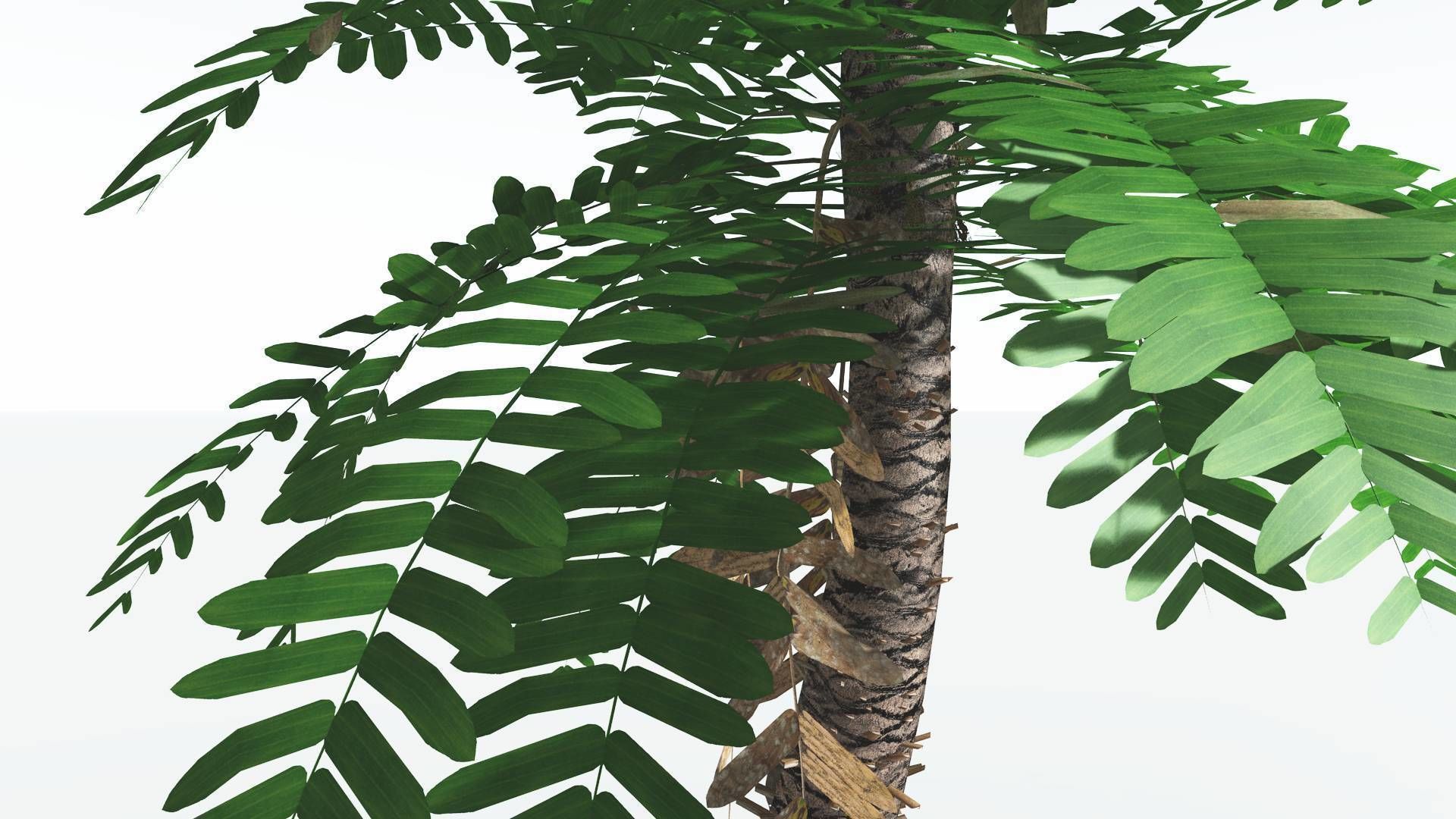 EVERYPlant Pseudoctnis Cycad LowPoly 3 --12 Models-- Low-poly 3D model_15