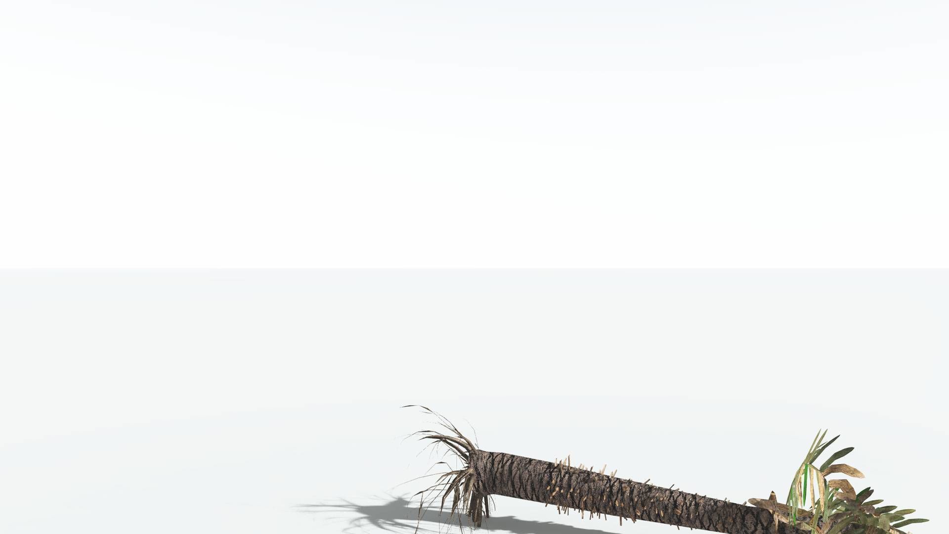 EVERYPlant Pseudoctnis Cycad LowPoly 3 --12 Models-- Low-poly 3D model_12