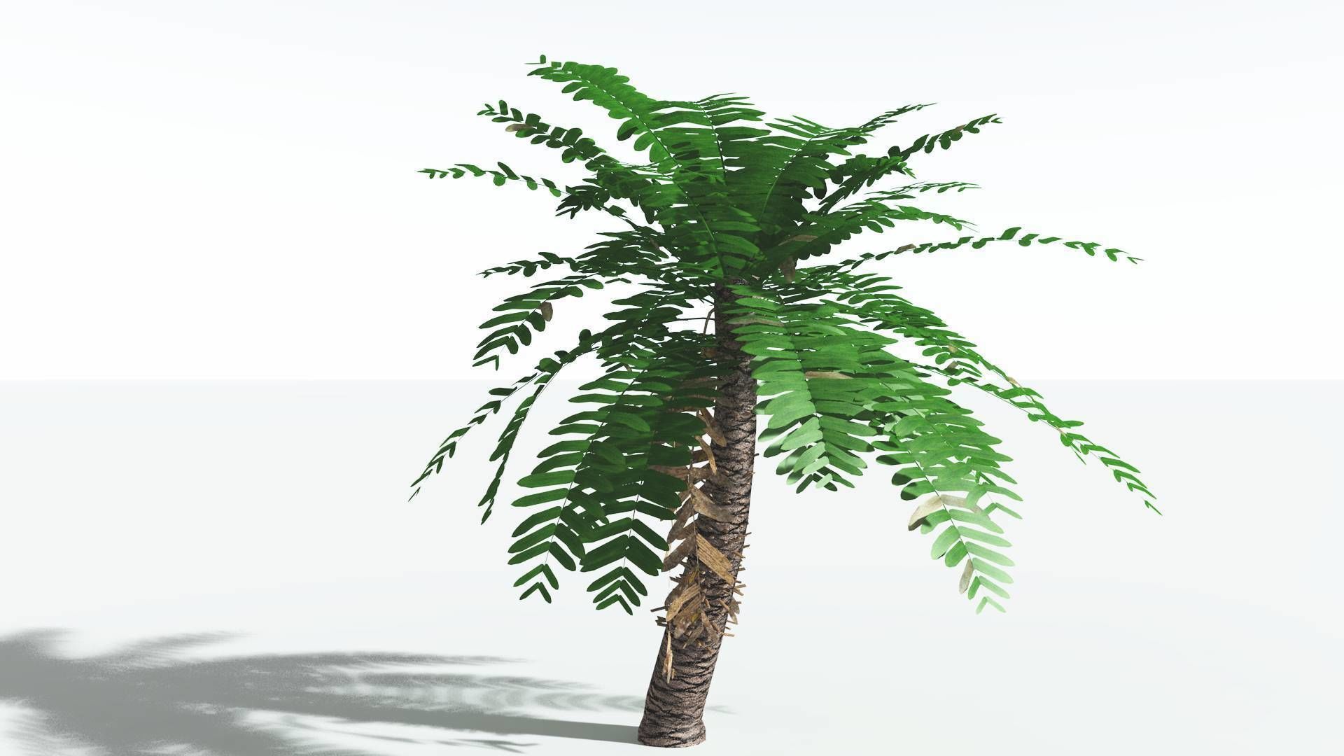 EVERYPlant Pseudoctnis Cycad LowPoly 3 --12 Models-- Low-poly 3D model_2