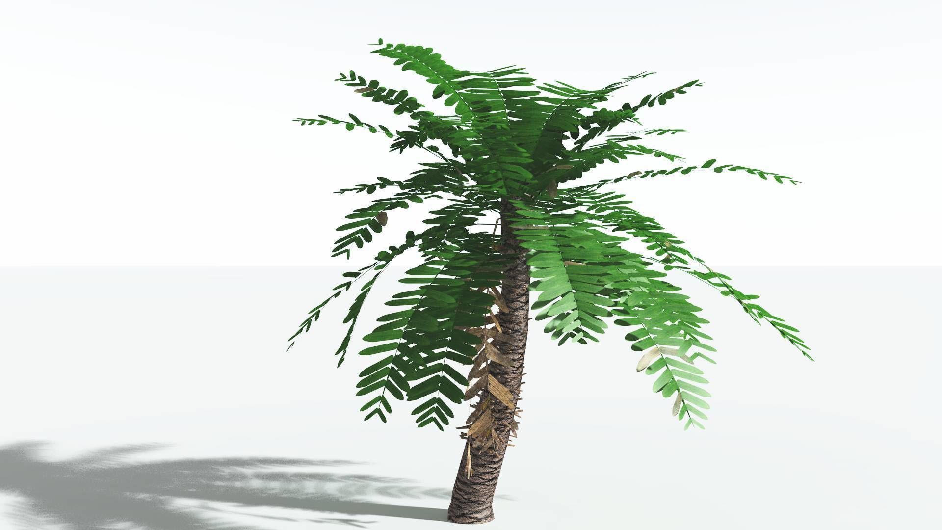 EVERYPlant Pseudoctnis Cycad LowPoly 3 --12 Models-- Low-poly 3D model_22