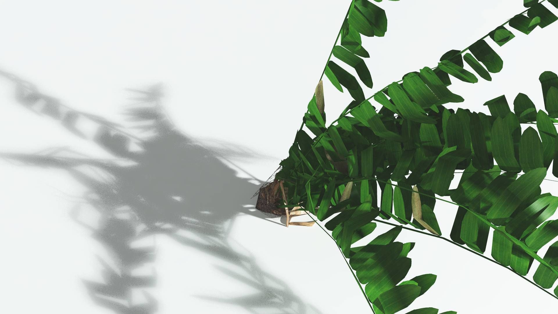 EVERYPlant Pseudoctnis Cycad LowPoly 3 --12 Models-- Low-poly 3D model_21