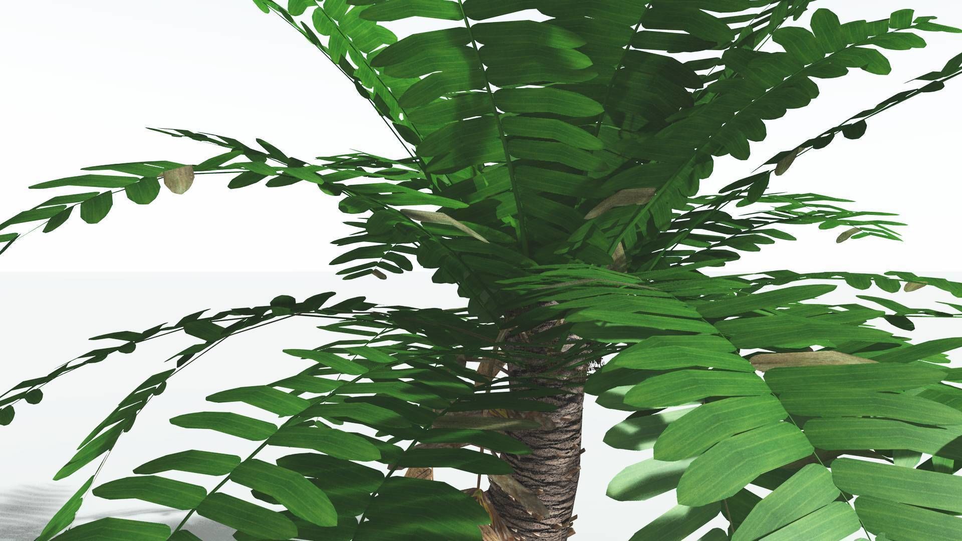 EVERYPlant Pseudoctnis Cycad LowPoly 3 --12 Models-- Low-poly 3D model_17