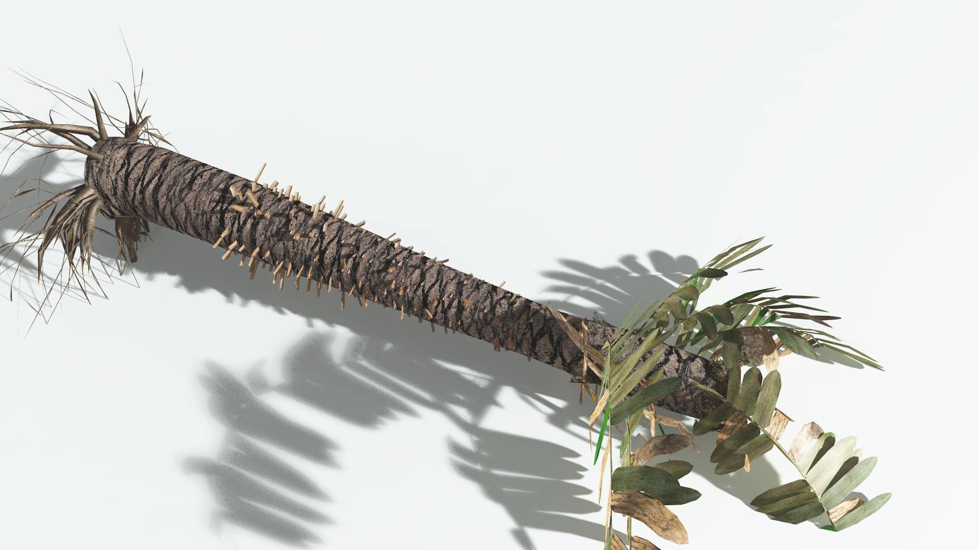 EVERYPlant Pseudoctnis Cycad LowPoly 3 --12 Models-- Low-poly 3D model_13