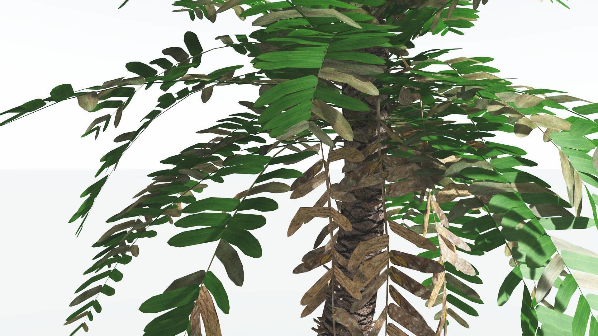 EVERYPlant Pseudoctnis Cycad LowPoly 3 --12 Models-- Low-poly 3D model_7