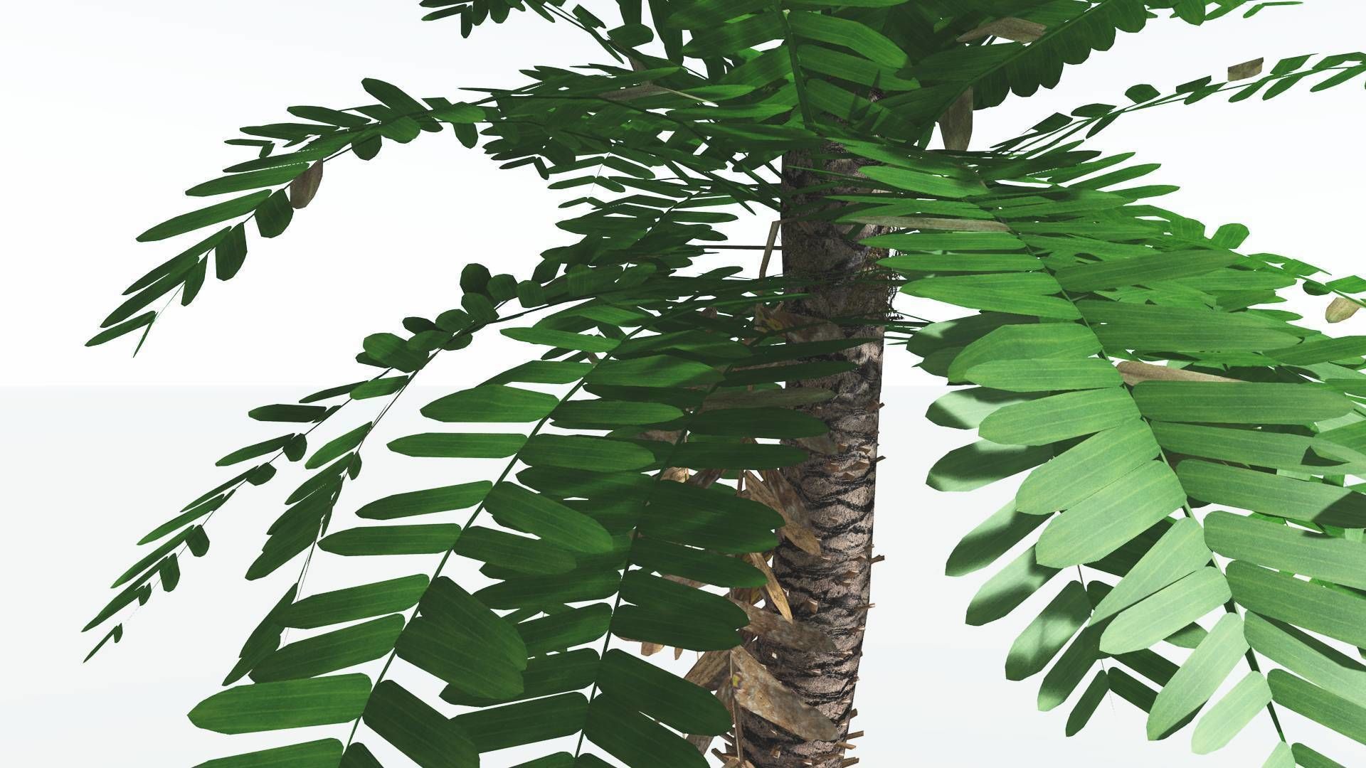 EVERYPlant Pseudoctnis Cycad LowPoly 3 --12 Models-- Low-poly 3D model_23