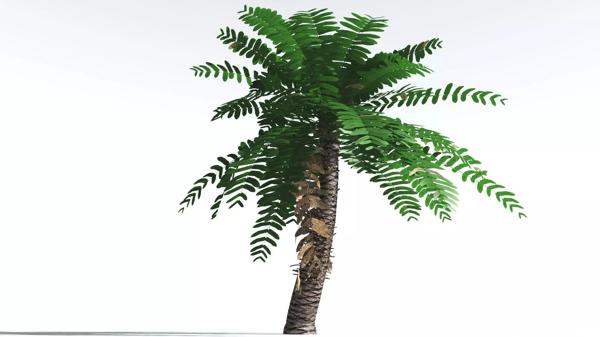 EVERYPlant Pseudoctnis Cycad LowPoly 3 --12 Models-- Low-poly 3D model_0