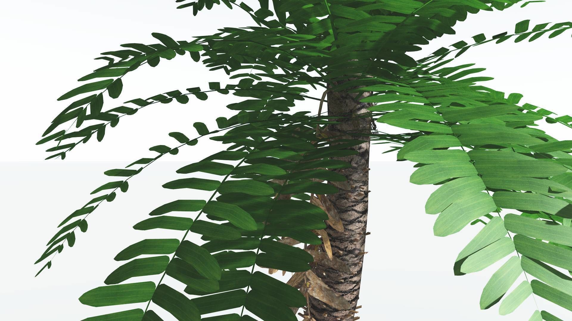 EVERYPlant Pseudoctnis Cycad LowPoly 3 --12 Models-- Low-poly 3D model_5