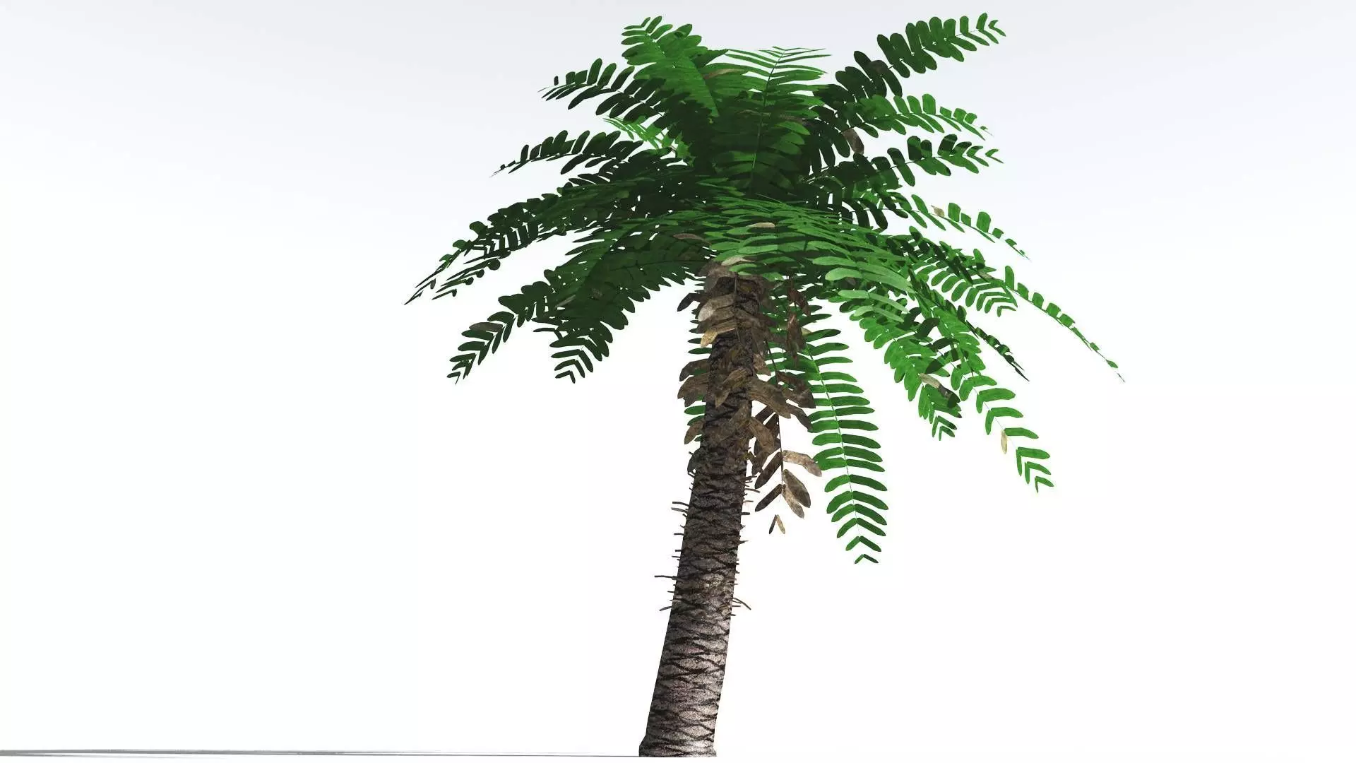 EVERYPlant Pseudoctnis Cycad LowPoly 4 --12 Models-- Low-poly 3D model_0