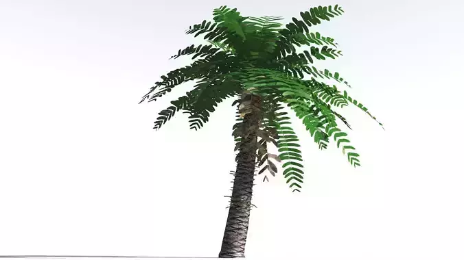 EVERYPlant Pseudoctnis Cycad LowPoly 4 --12 Models-- Low-poly 3D model