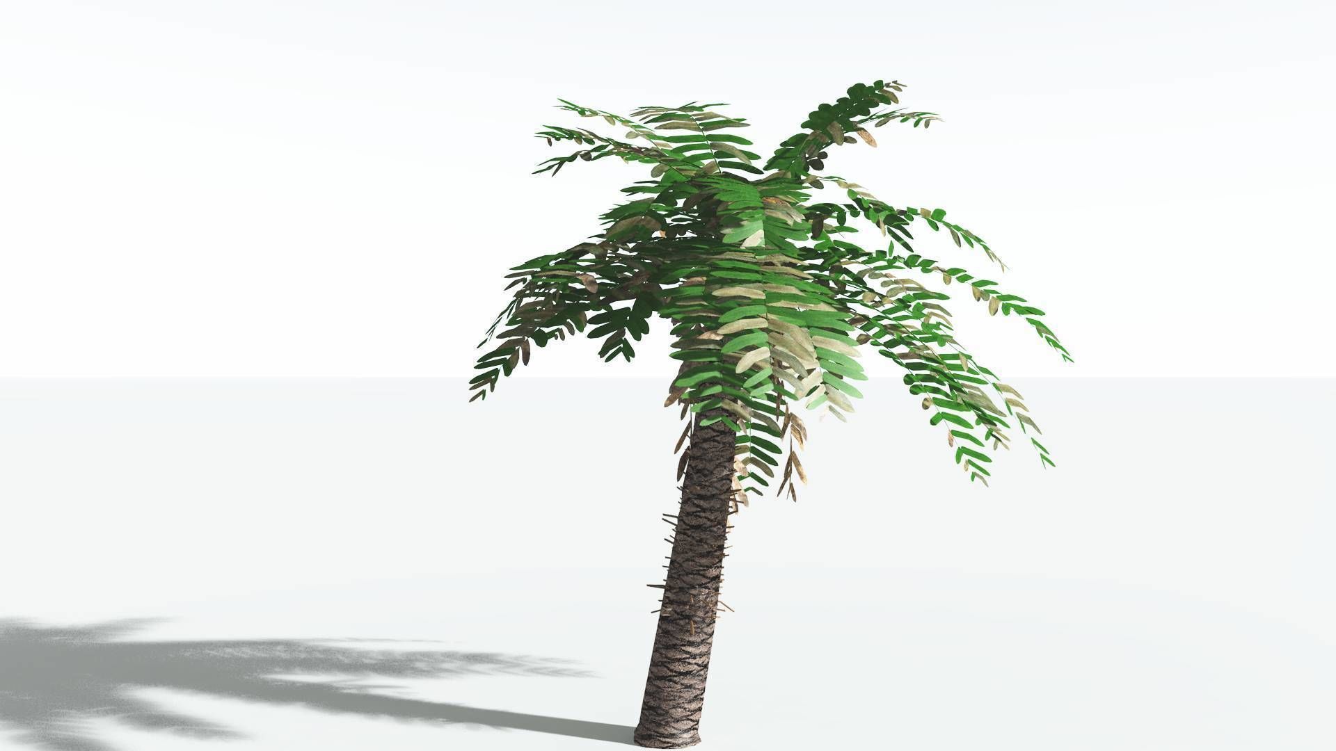 EVERYPlant Pseudoctnis Cycad LowPoly 4 --12 Models-- Low-poly 3D model_6