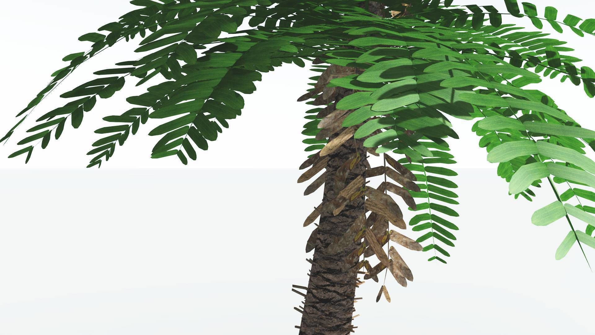 EVERYPlant Pseudoctnis Cycad LowPoly 4 --12 Models-- Low-poly 3D model_5