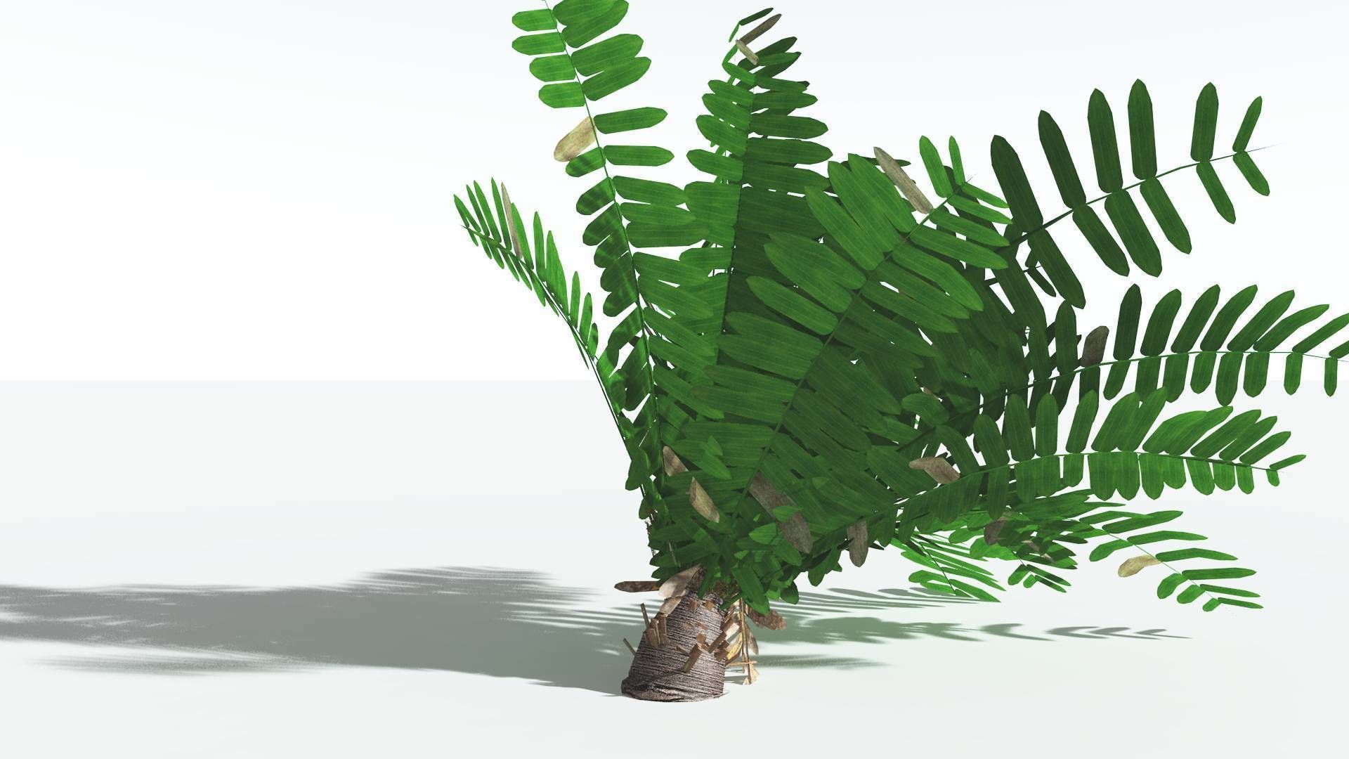 EVERYPlant Pseudoctnis Cycad LowPoly 4 --12 Models-- Low-poly 3D model_19