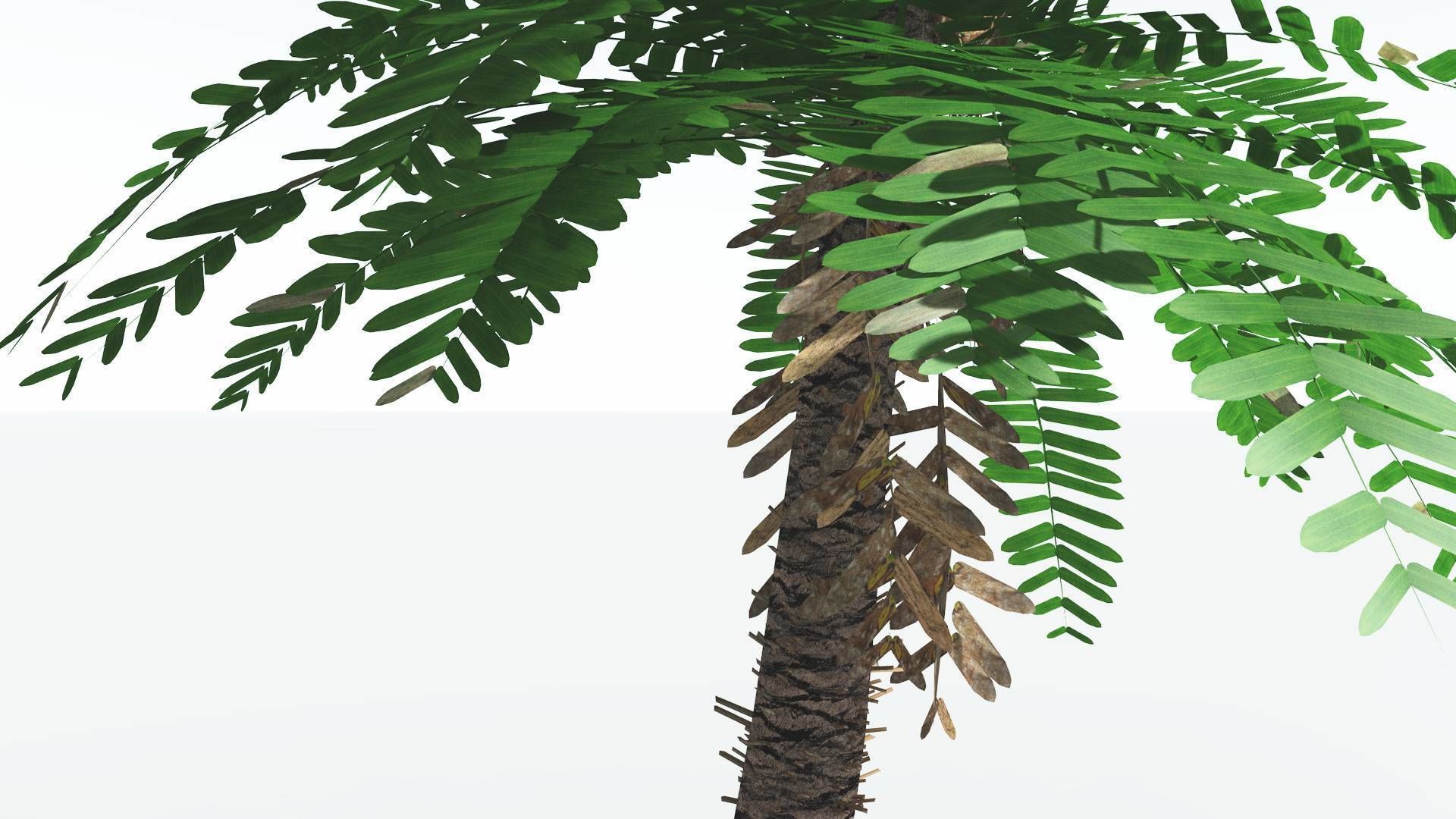 EVERYPlant Pseudoctnis Cycad LowPoly 4 --12 Models-- Low-poly 3D model_23