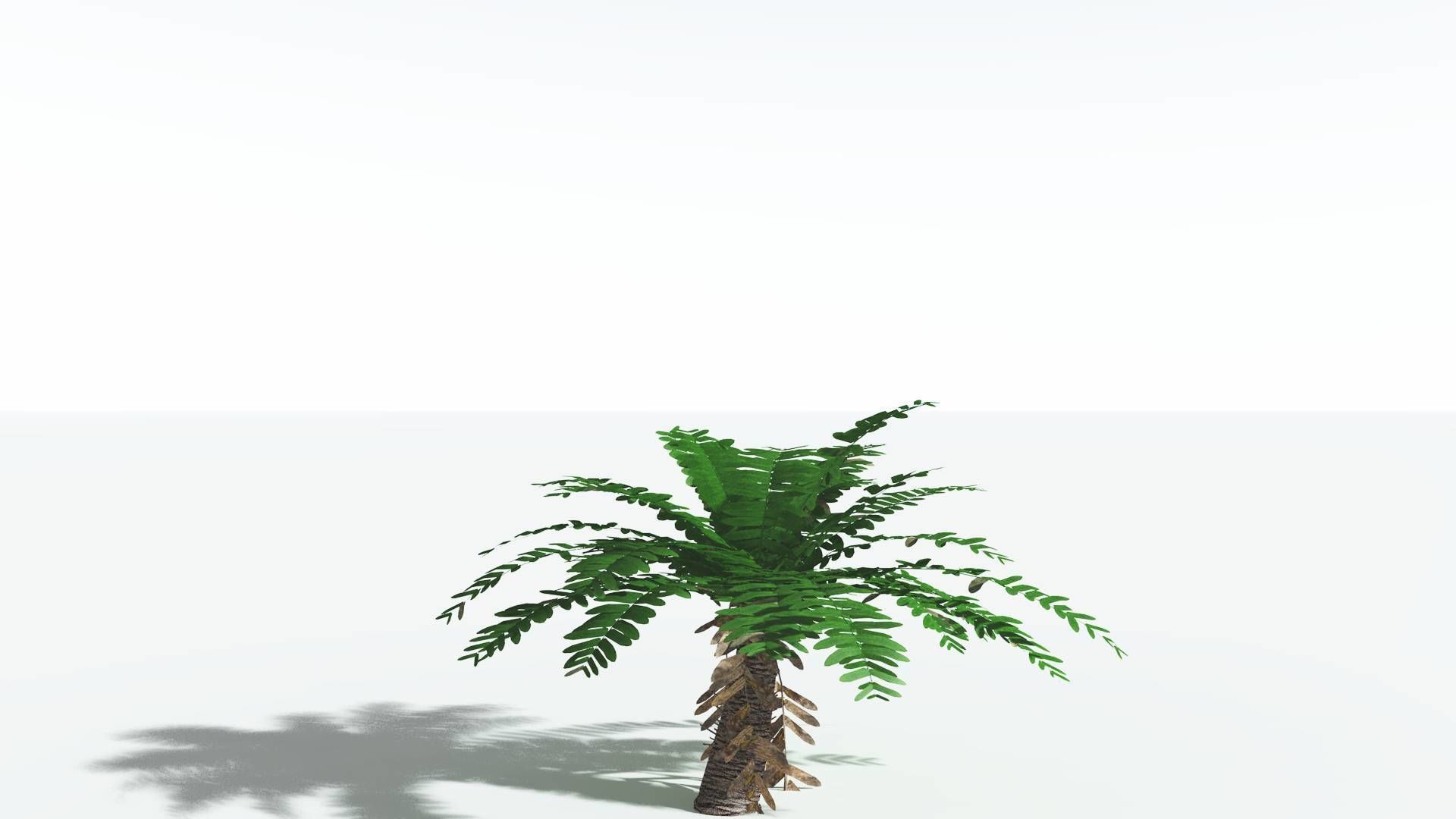 EVERYPlant Pseudoctnis Cycad LowPoly 4 --12 Models-- Low-poly 3D model_16