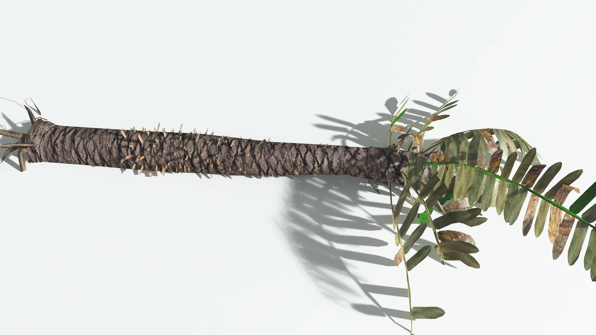 EVERYPlant Pseudoctnis Cycad LowPoly 4 --12 Models-- Low-poly 3D model_13