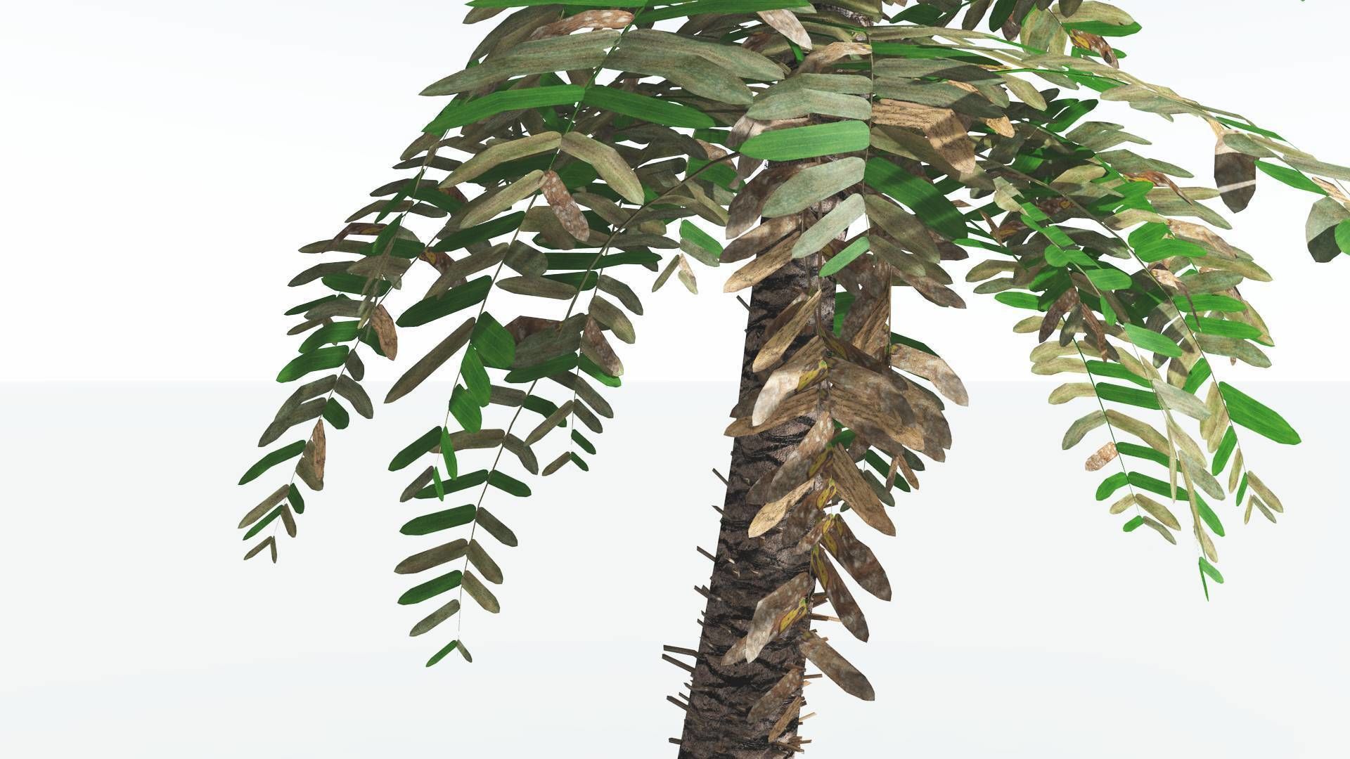 EVERYPlant Pseudoctnis Cycad LowPoly 4 --12 Models-- Low-poly 3D model_9