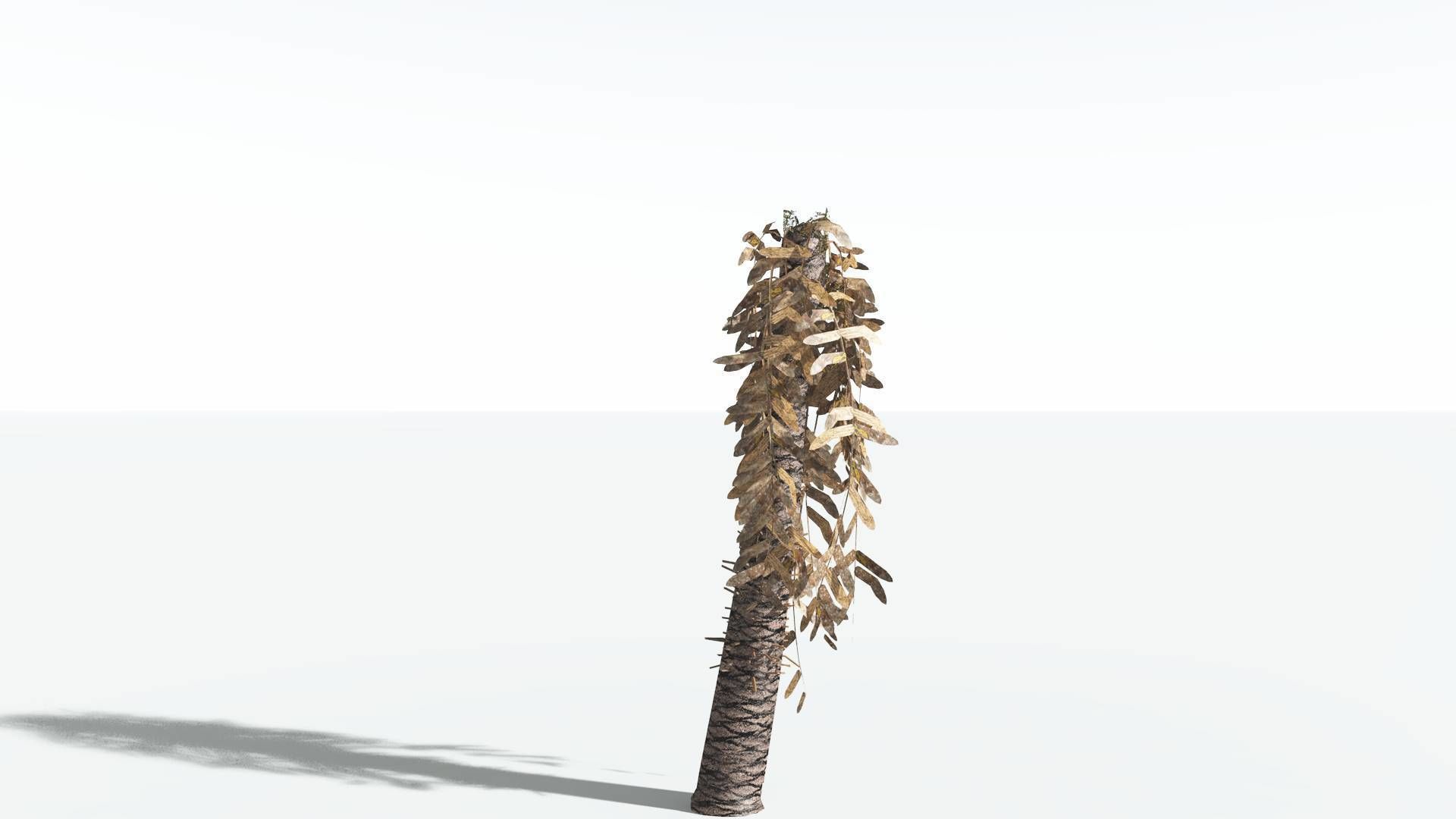 EVERYPlant Pseudoctnis Cycad LowPoly 4 --12 Models-- Low-poly 3D model_10
