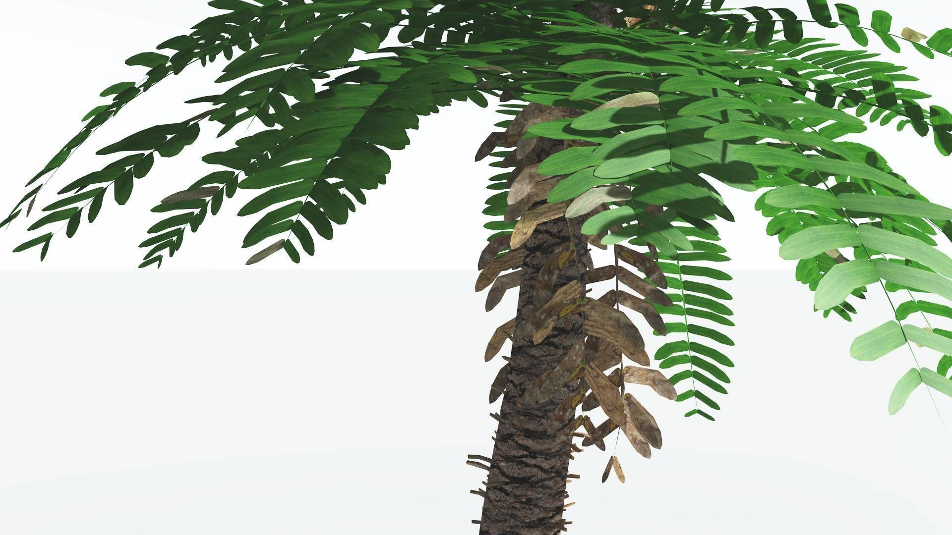 EVERYPlant Pseudoctnis Cycad LowPoly 4 --12 Models-- Low-poly 3D model_25