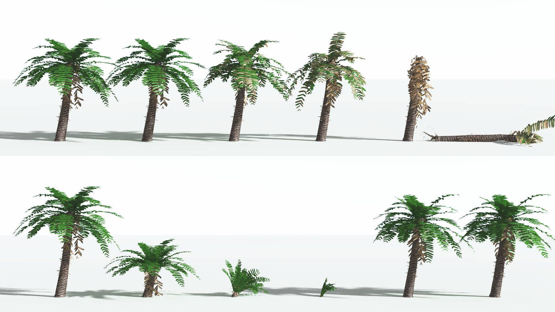 EVERYPlant Pseudoctnis Cycad LowPoly 4 --12 Models-- Low-poly 3D model_1