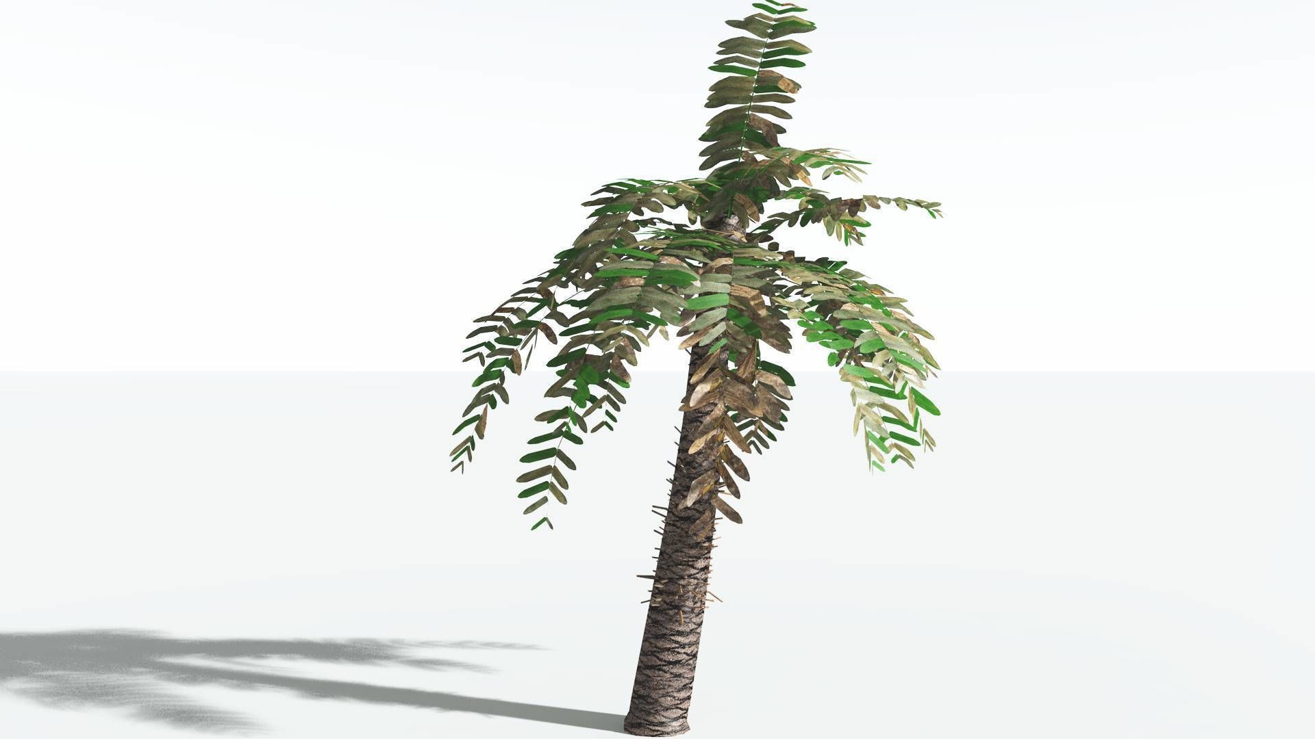 EVERYPlant Pseudoctnis Cycad LowPoly 4 --12 Models-- Low-poly 3D model_8