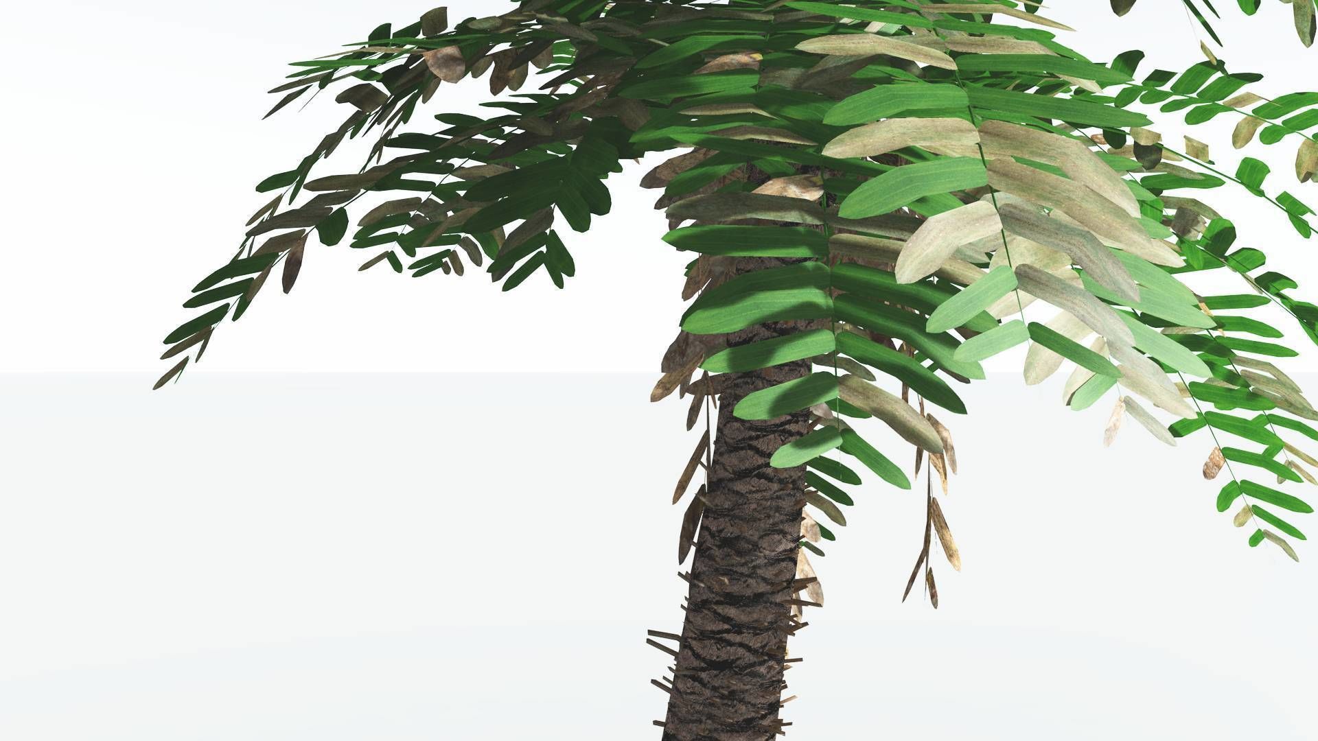 EVERYPlant Pseudoctnis Cycad LowPoly 4 --12 Models-- Low-poly 3D model_7