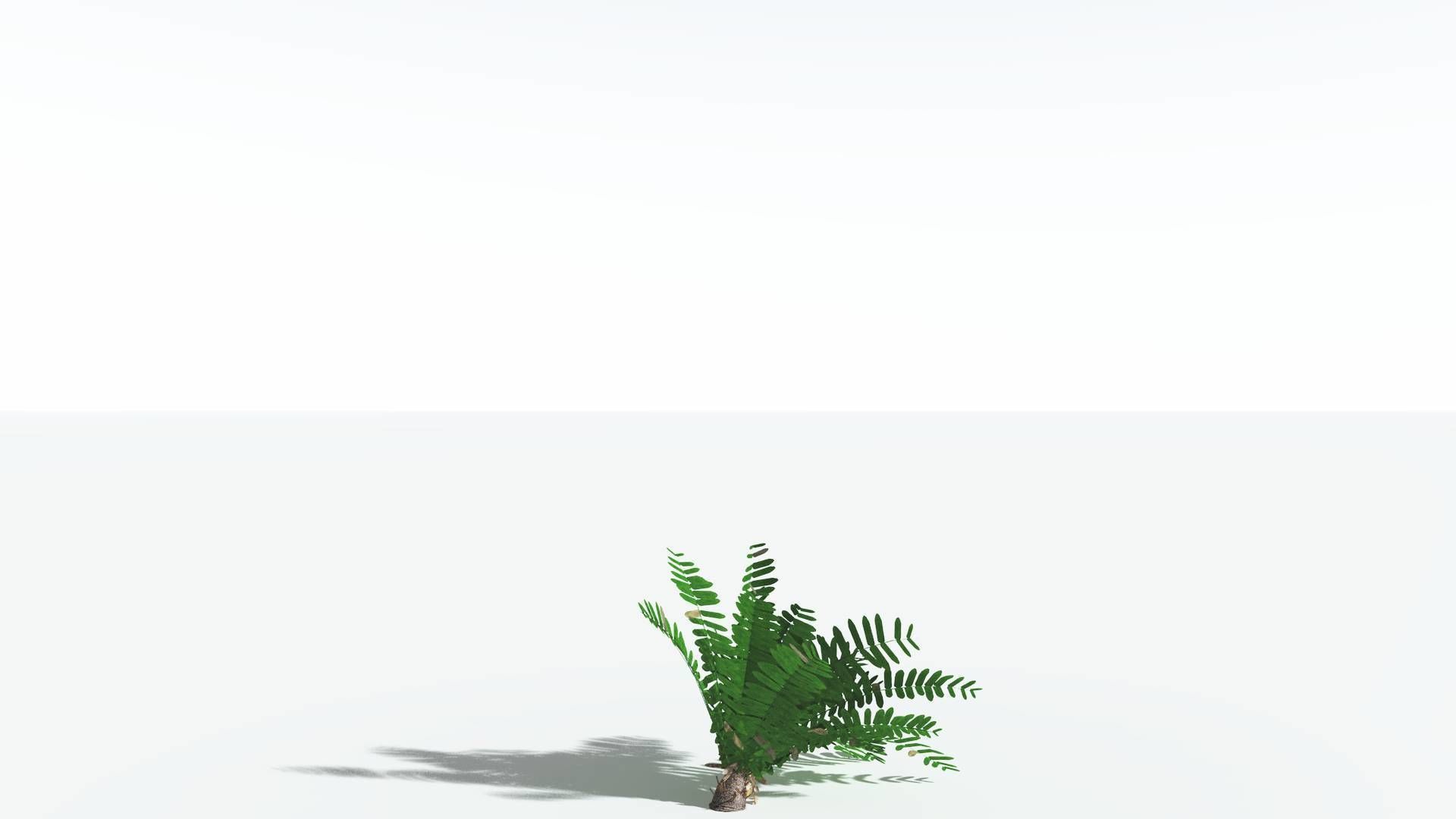 EVERYPlant Pseudoctnis Cycad LowPoly 4 --12 Models-- Low-poly 3D model_18