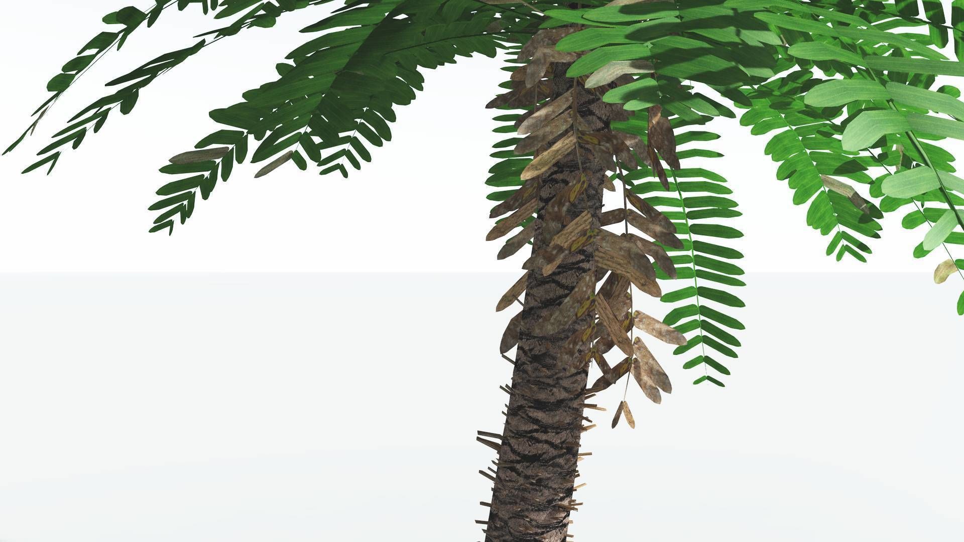 EVERYPlant Pseudoctnis Cycad LowPoly 4 --12 Models-- Low-poly 3D model_15