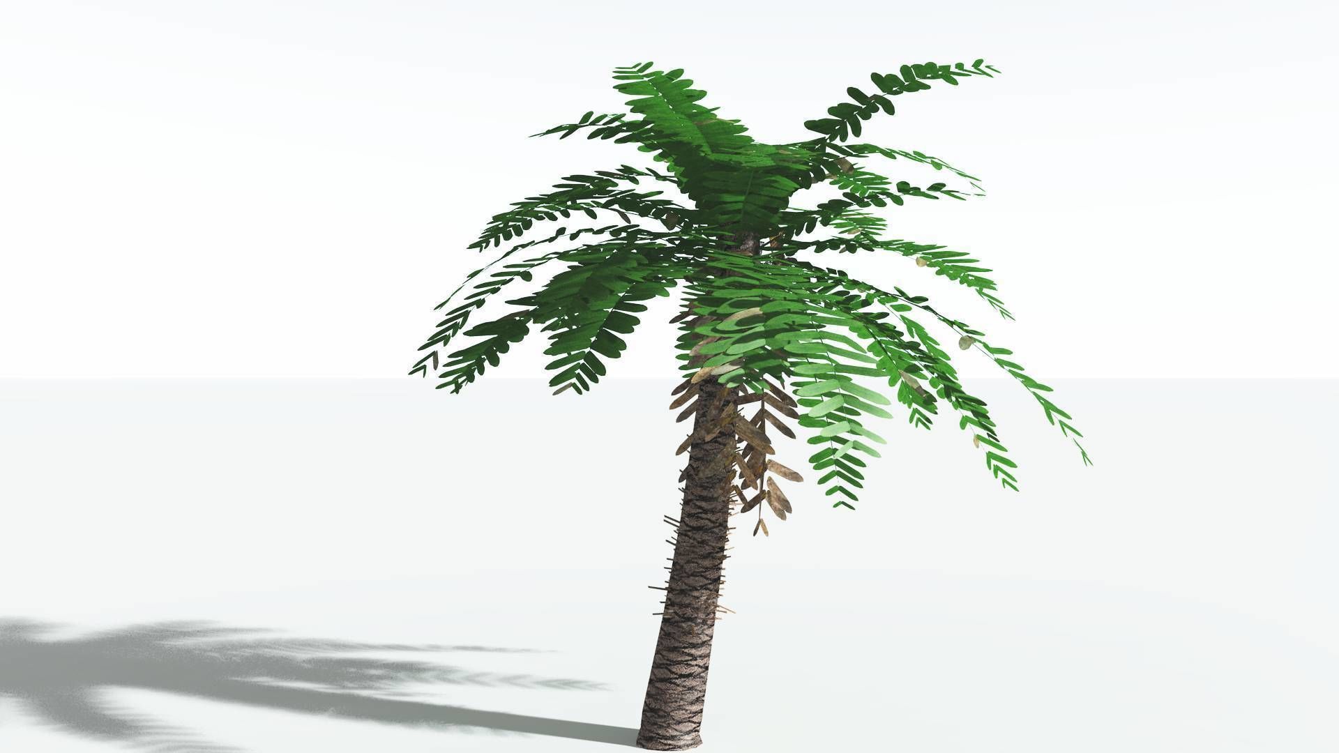 EVERYPlant Pseudoctnis Cycad LowPoly 4 --12 Models-- Low-poly 3D model_22