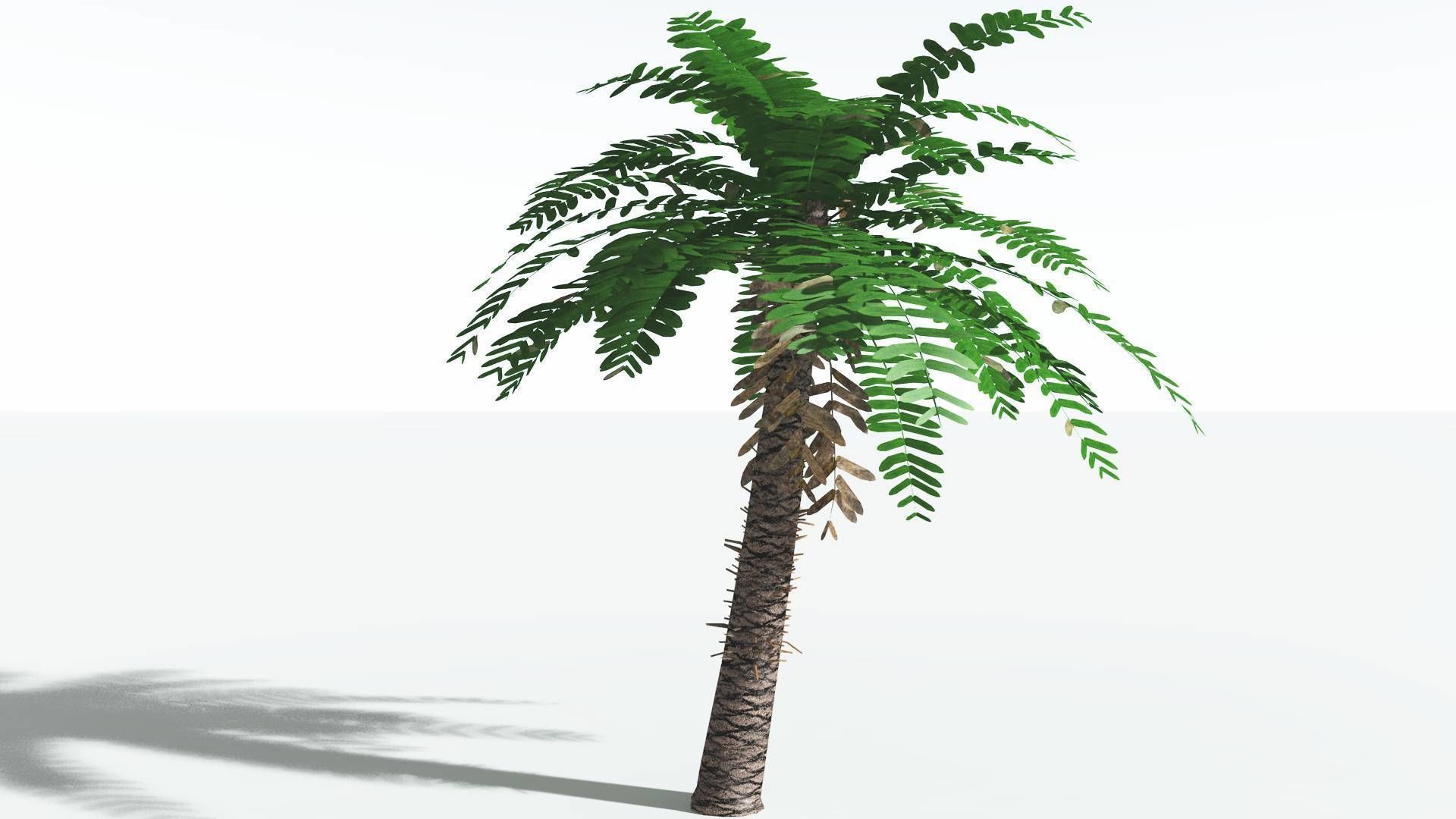 EVERYPlant Pseudoctnis Cycad LowPoly 4 --12 Models-- Low-poly 3D model_14