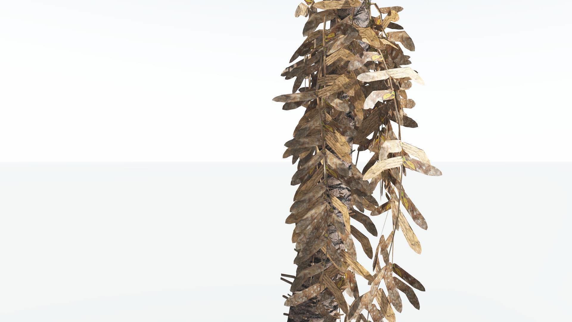 EVERYPlant Pseudoctnis Cycad LowPoly 4 --12 Models-- Low-poly 3D model_11